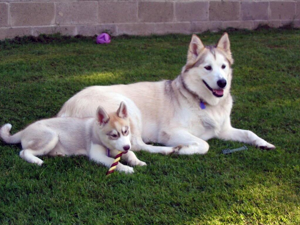 1030x770 The Siberian Husky Cute and Docile, Desktop