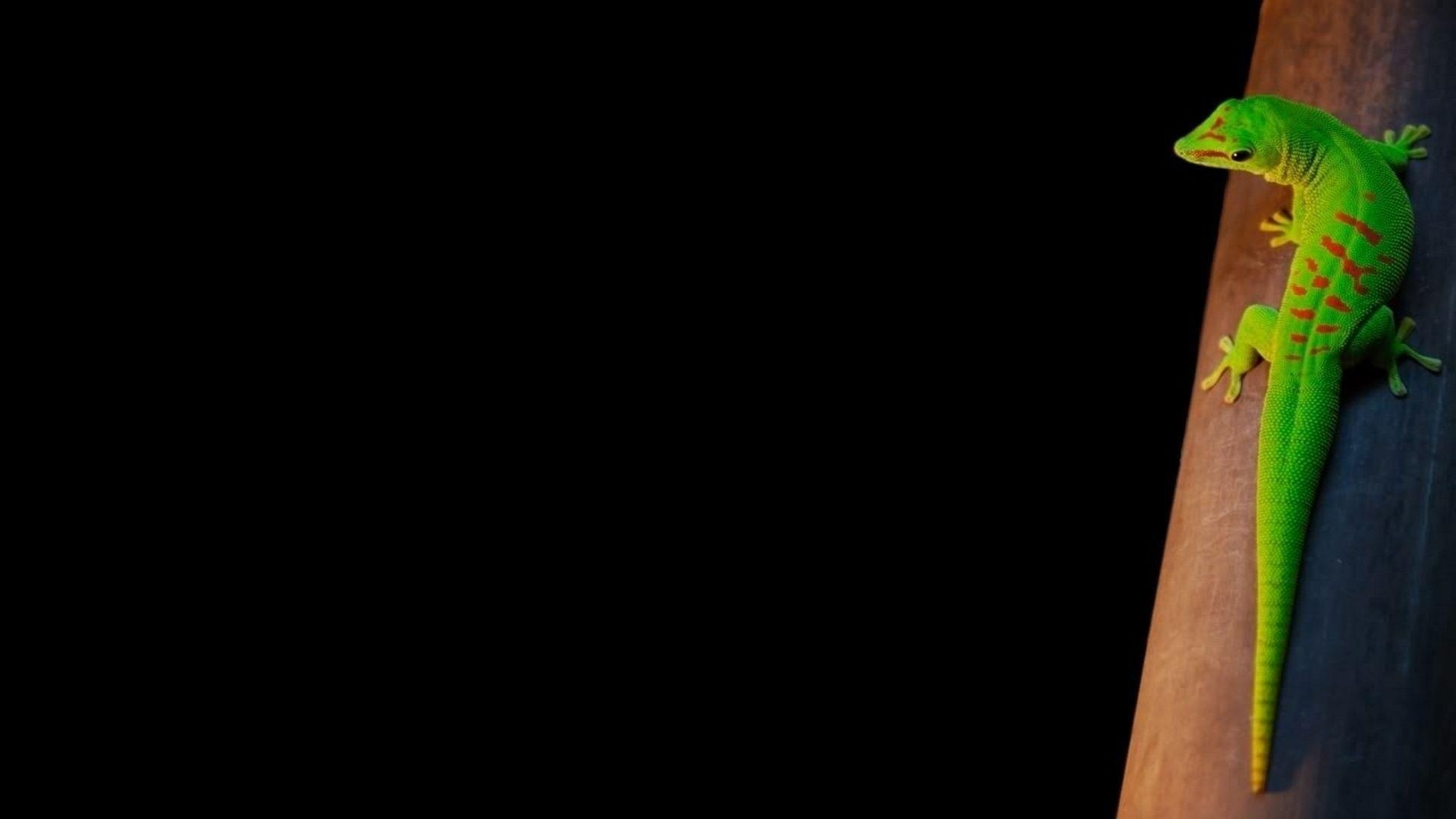 1920x1080 Reptile Wallpaper Reptile Background hight quality. High, Desktop