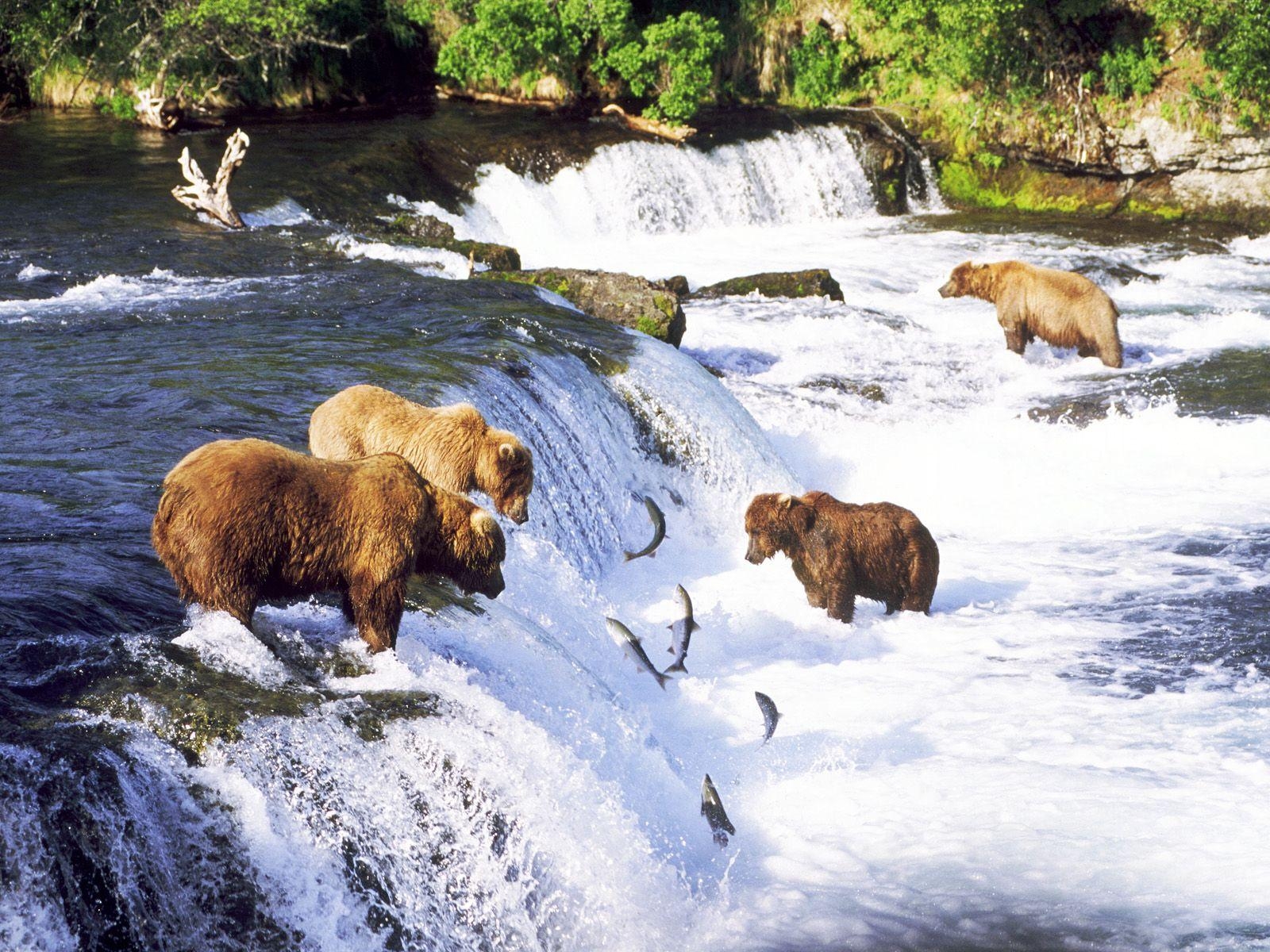 1600x1200 Katmai National Park, Desktop