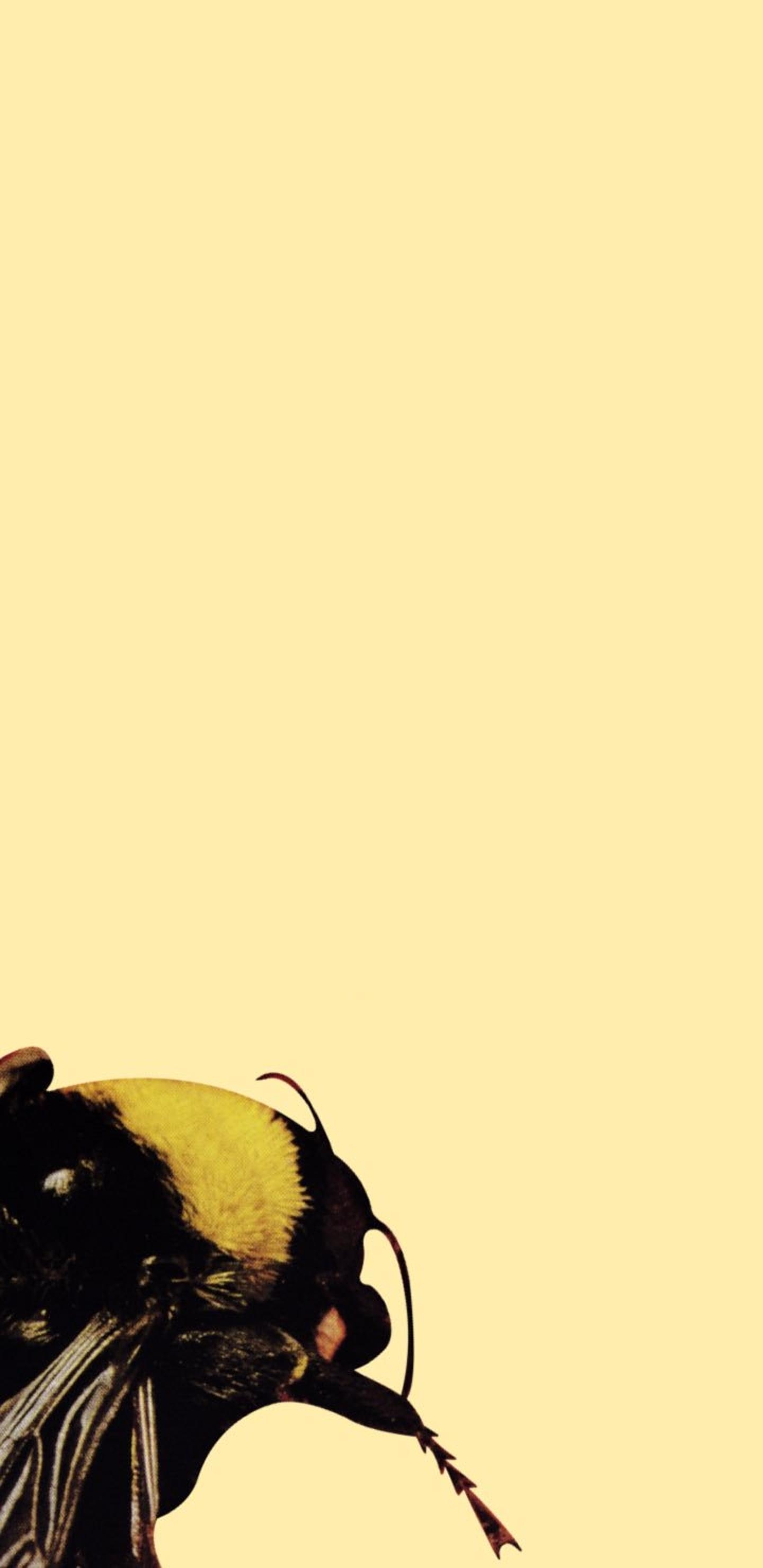 1440x2960 Tyler The Creator Wallpaper iPhone 36114, Phone