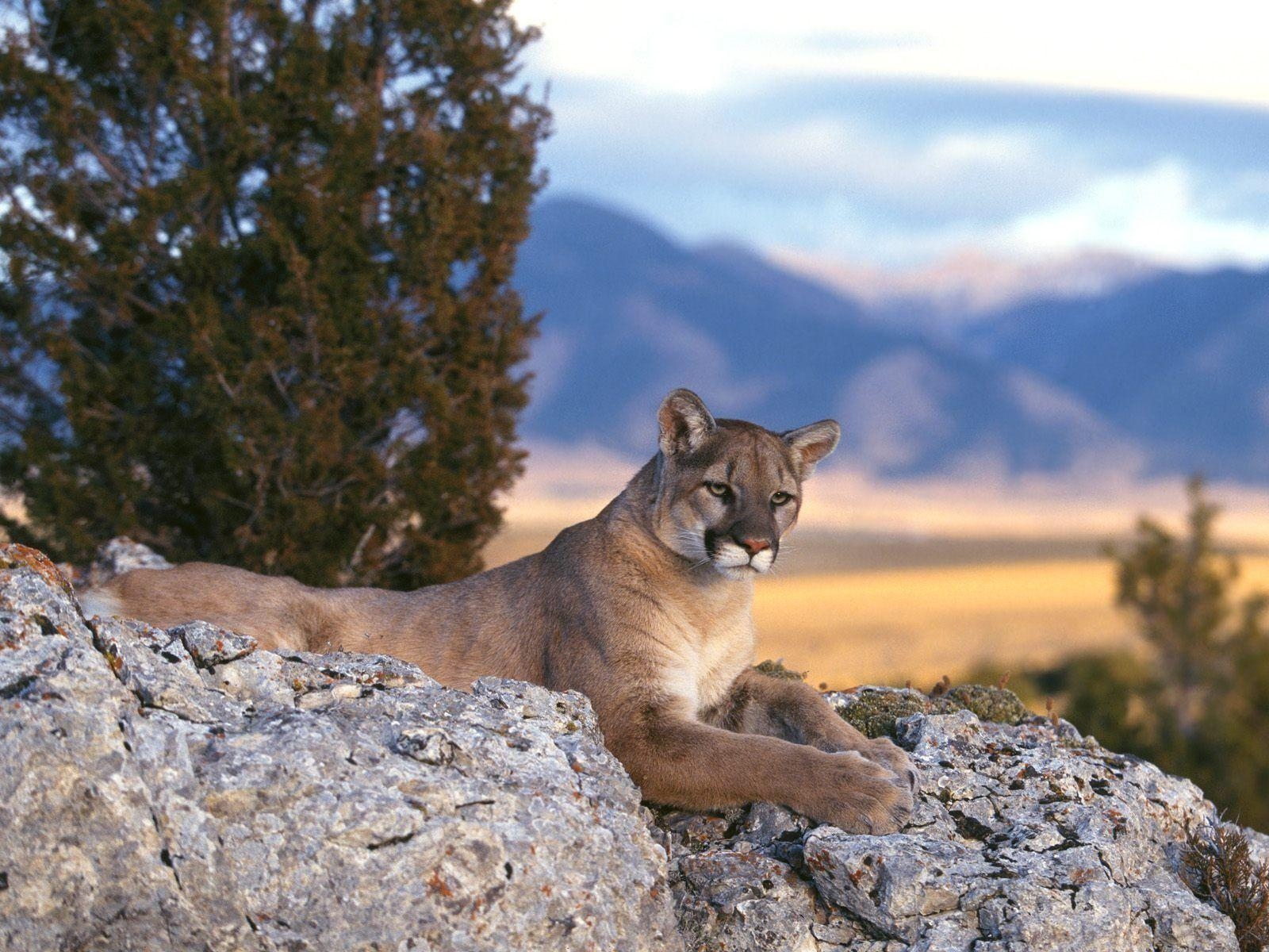 1600x1200 Mountain Lion Wallpaper Free Mountain Lion, Desktop