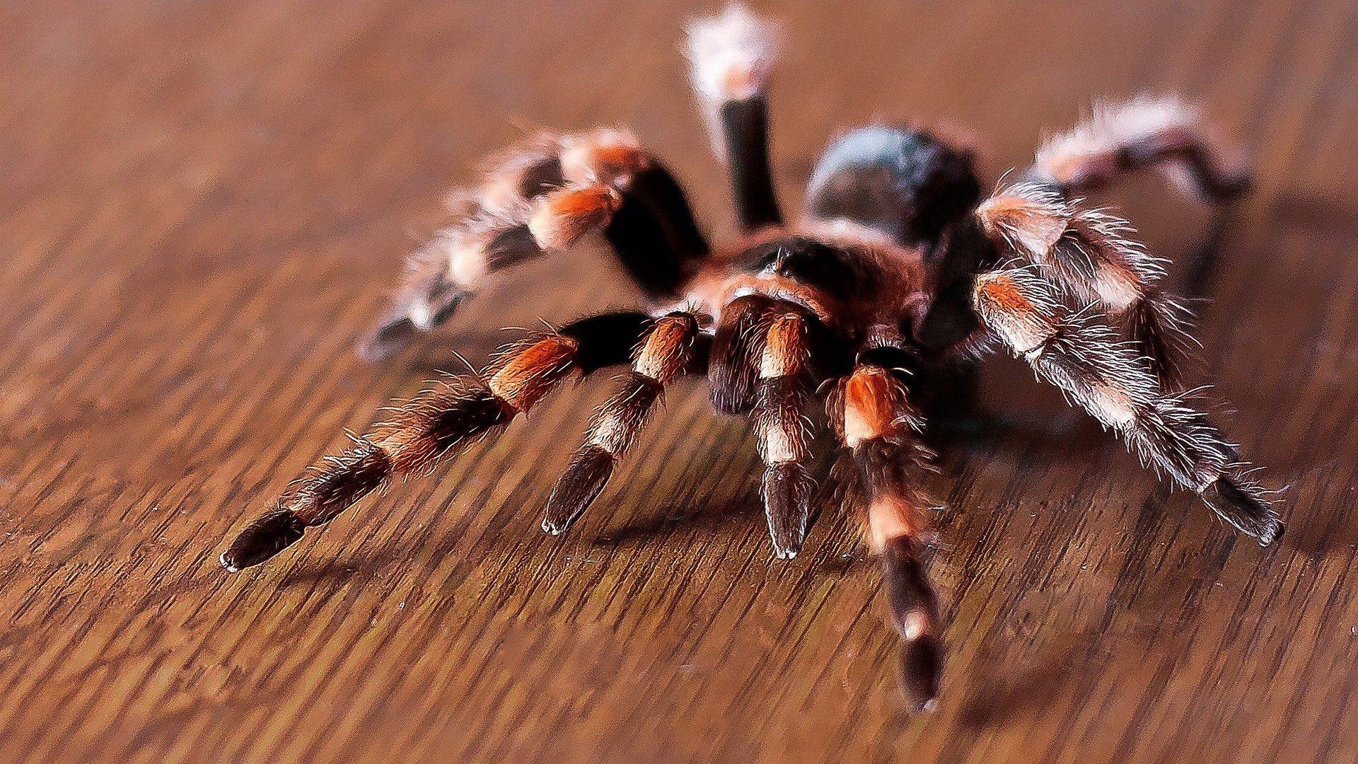 1920x1080 Tarantula HD Wallpaper, Desktop