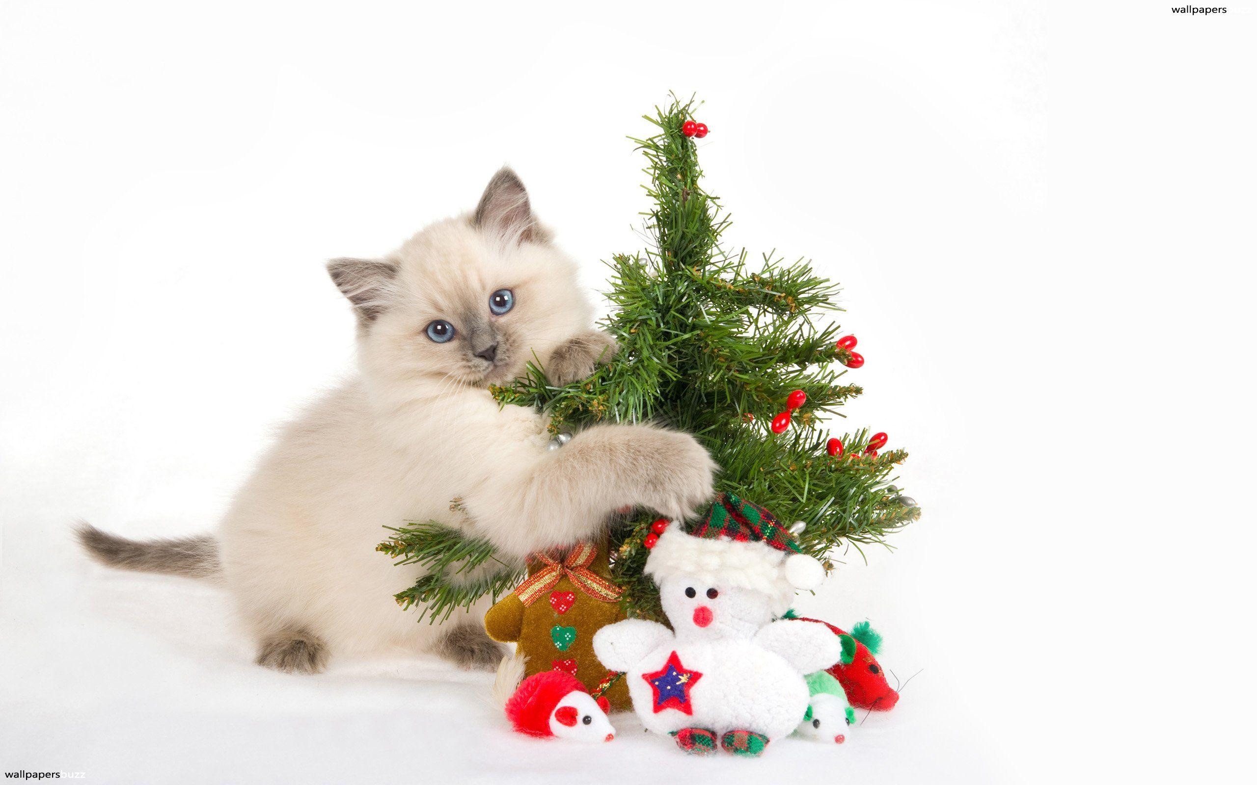 2560x1600 White kitten HD Wallpaper, Desktop