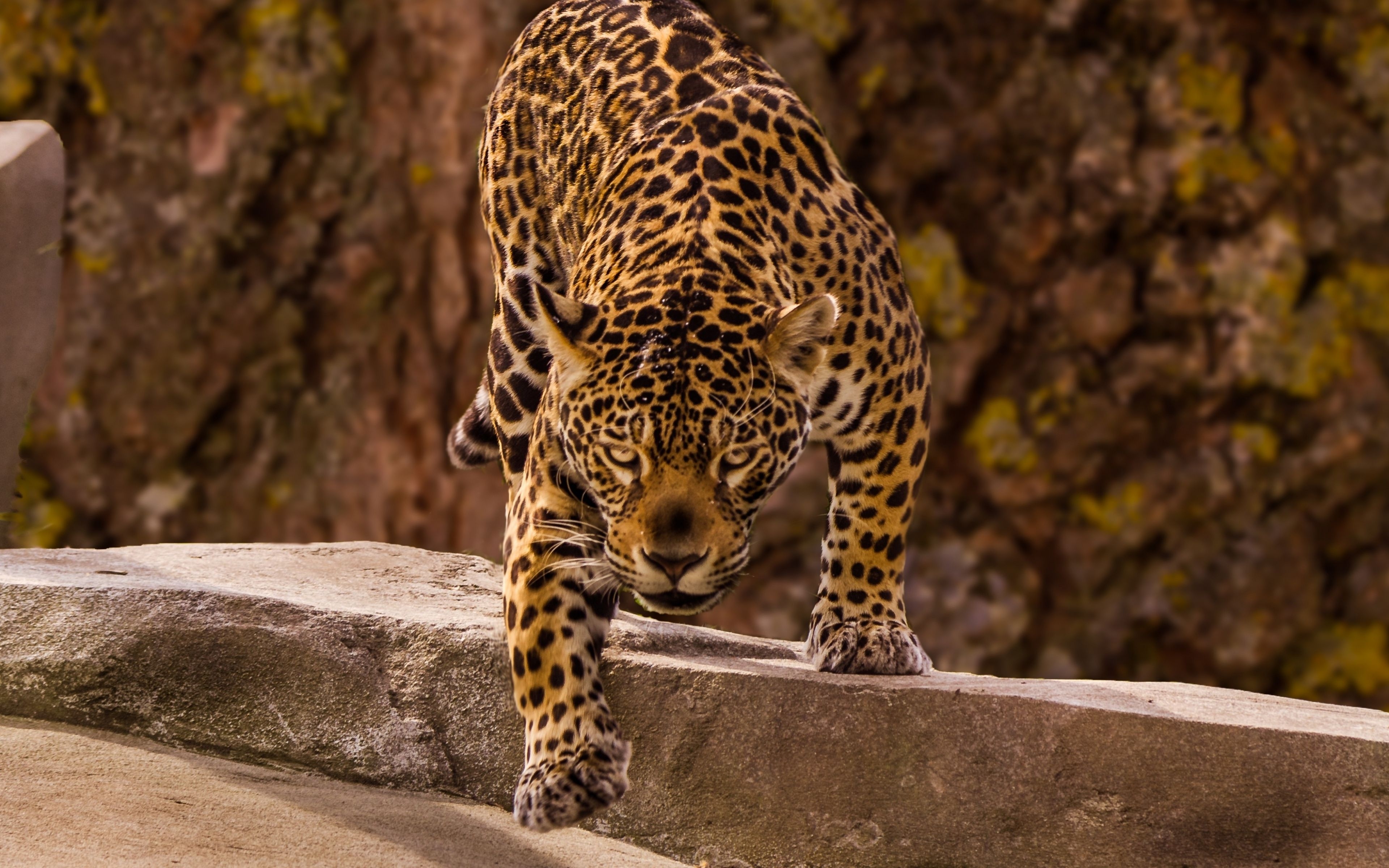 3840x2400 Jaguar, Predator, Wild, Wallpaper Animal, Desktop