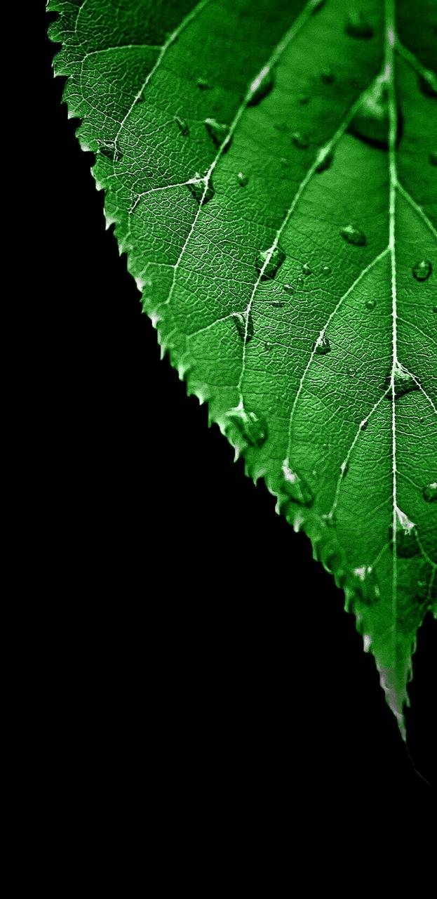 630x1280 AMOLED green leaf wallpaper, Phone