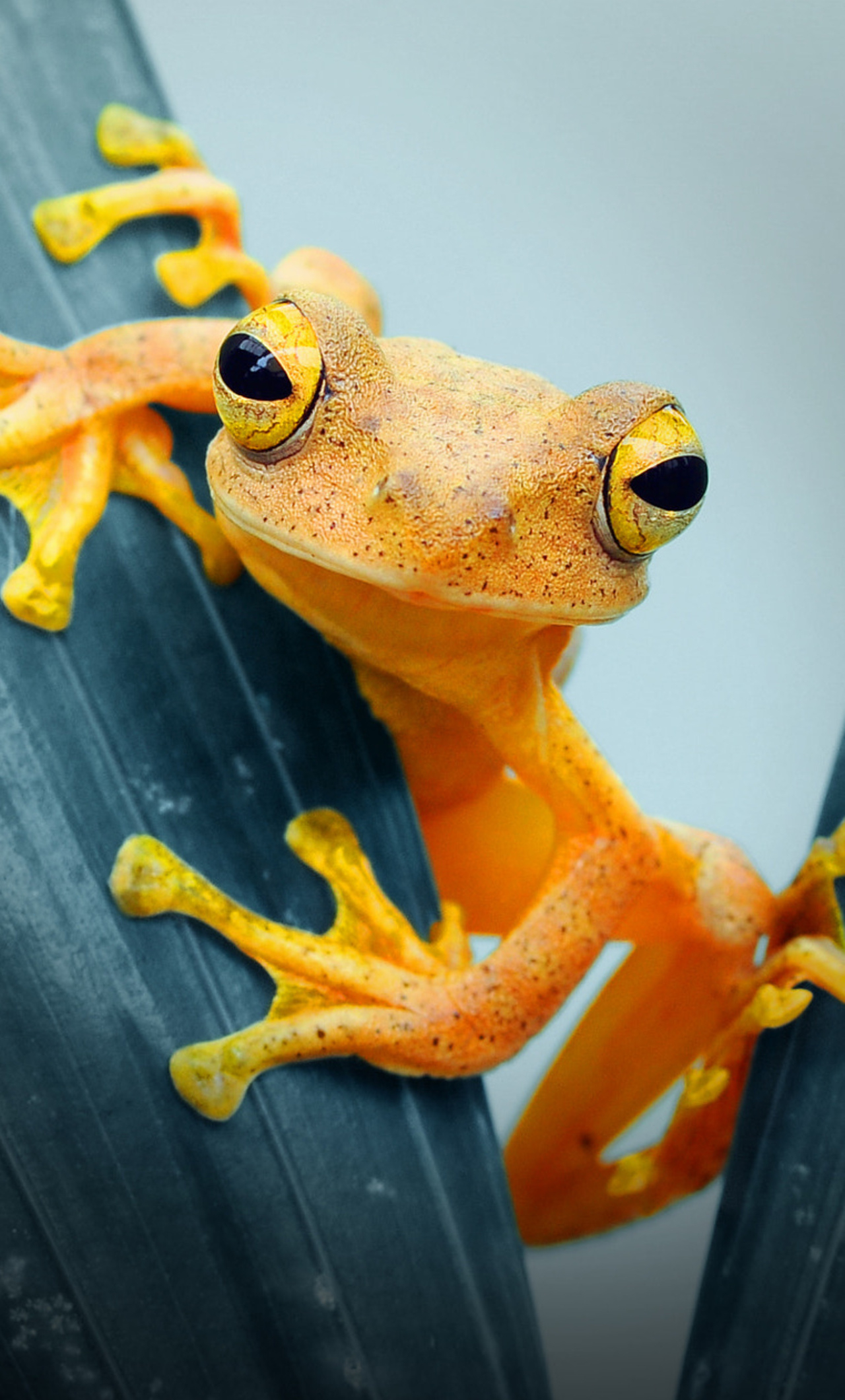 1280x2120 Frog Closeup iPhone HD 4k Wallpaper, Image, Background, Photo and Picture, Phone