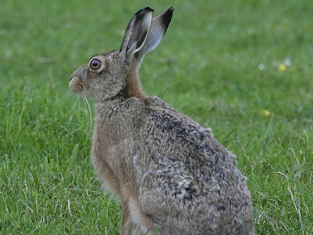 1030x770 Hare Wallpaper, Desktop