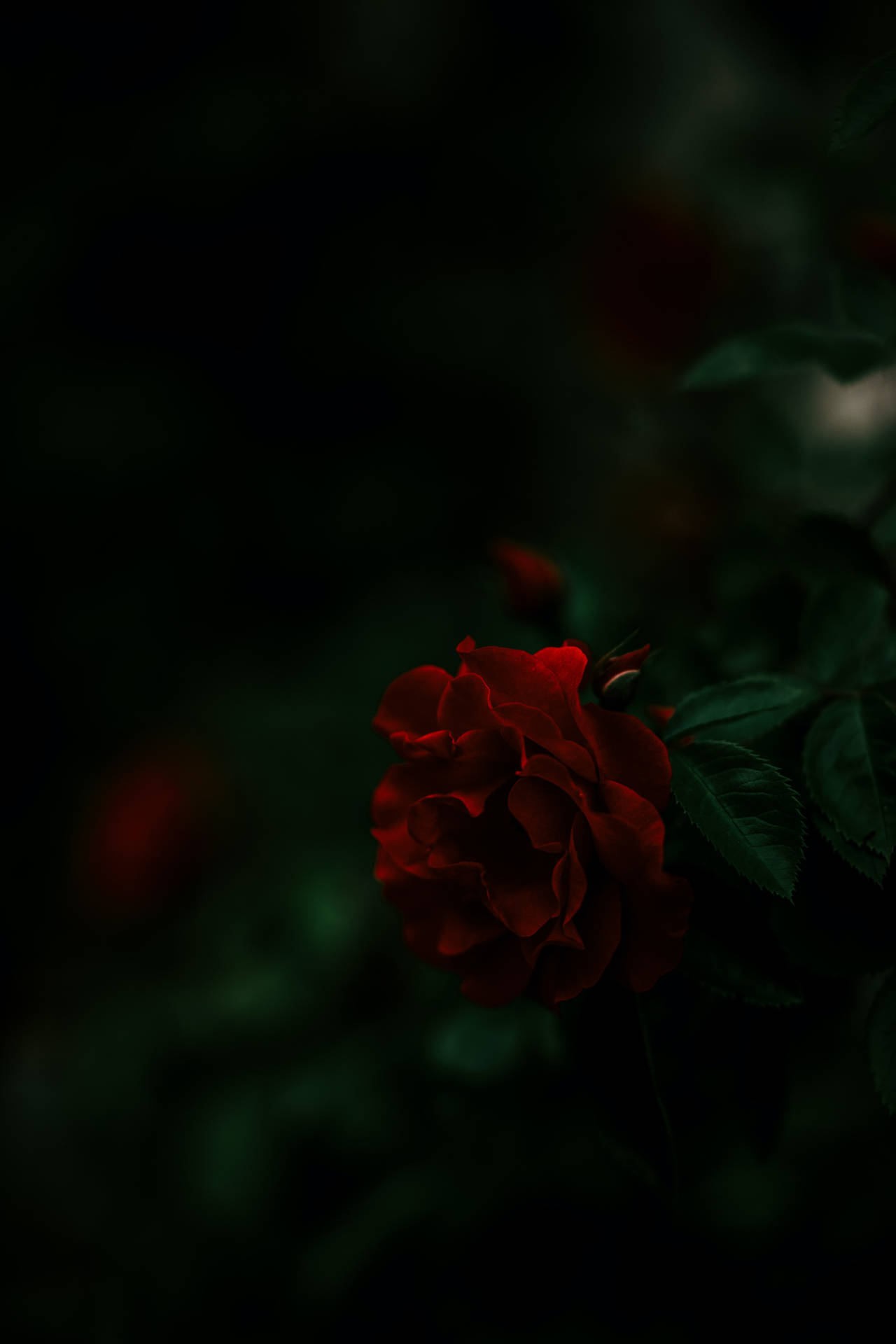 1280x1920 Download free Dark Aesthetic Red Rose, Phone