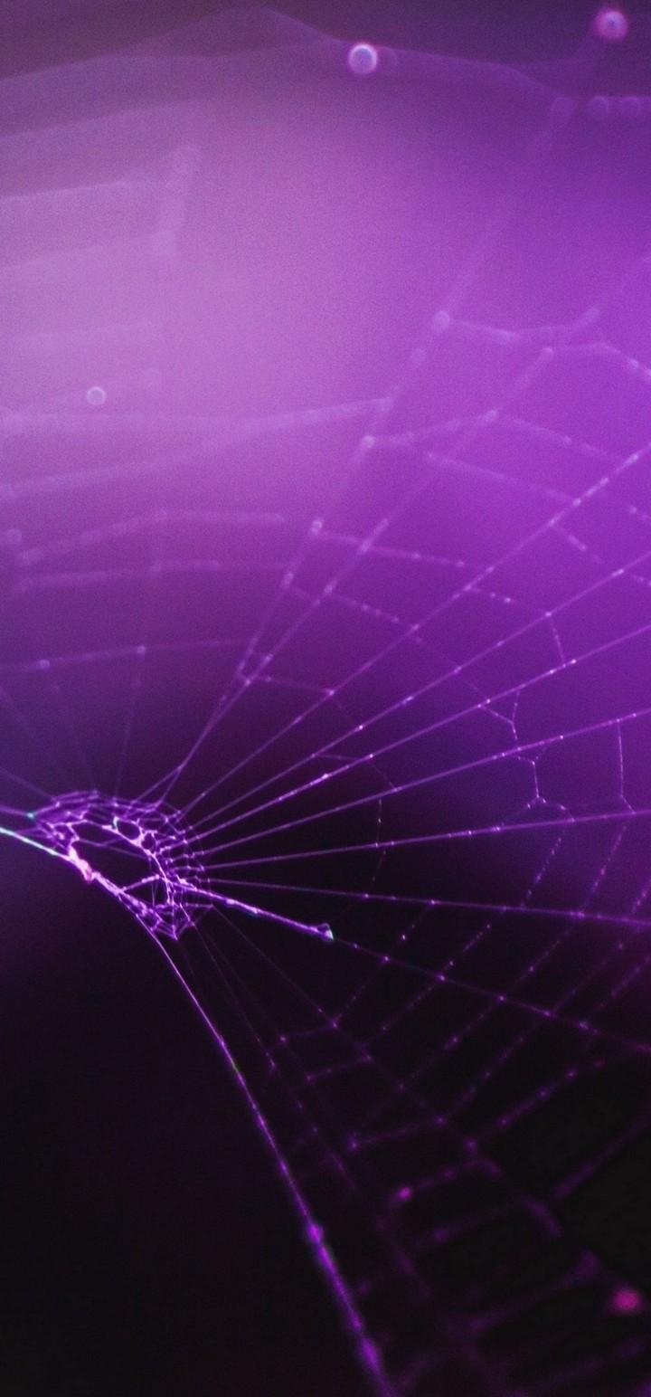 720x1550 Macro Spider Purple Wallpaper - [], Phone