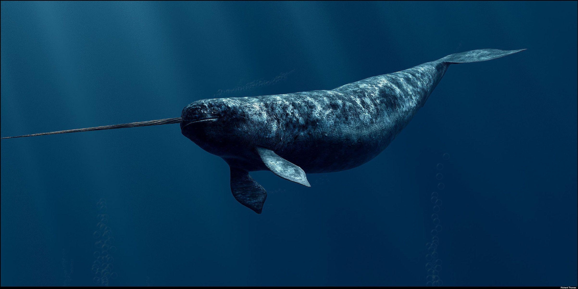 2410x1210 Narwhal Wallpaper background picture, Desktop