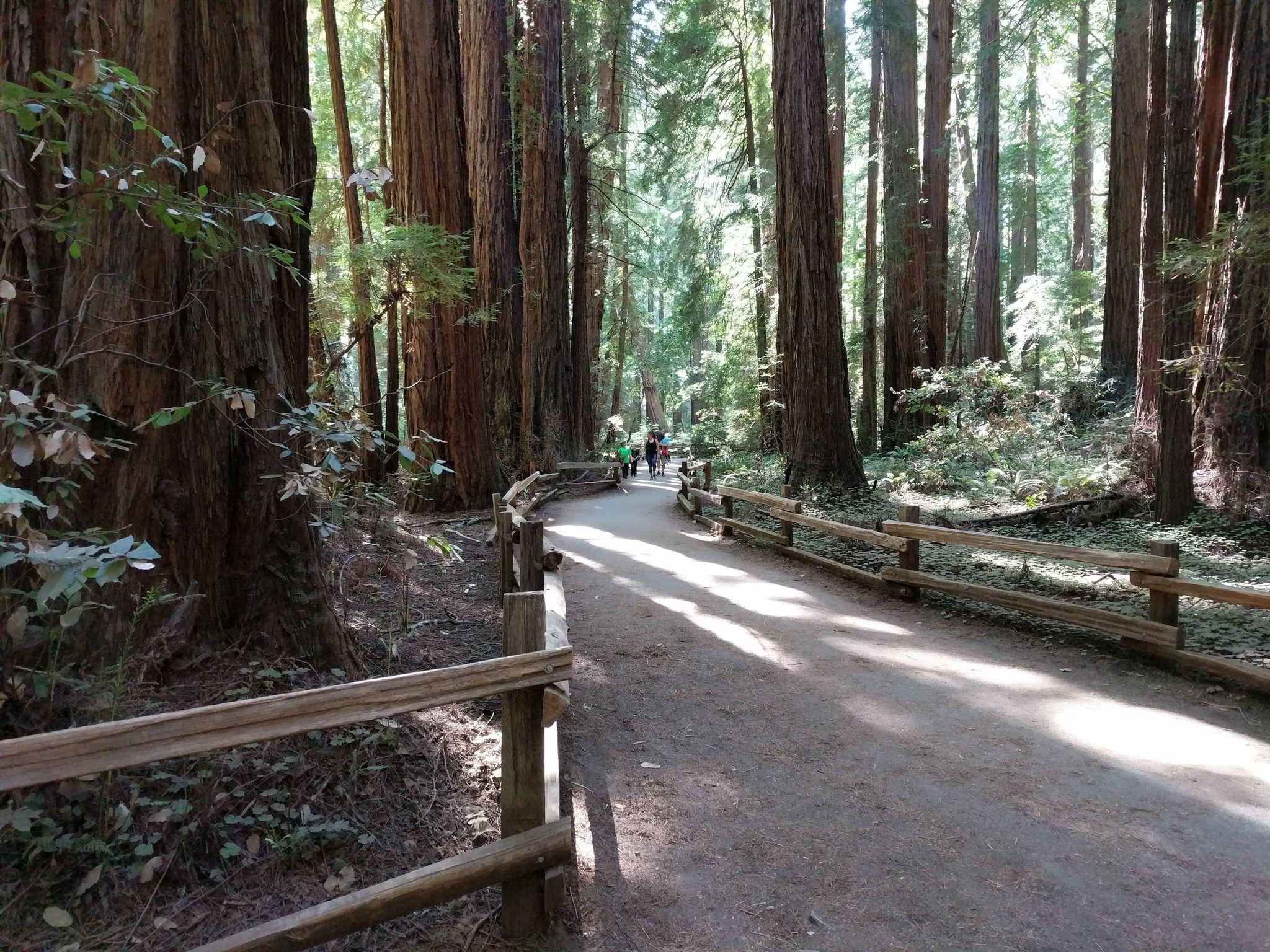 2050x1540 Best Trails in Muir Woods National Monument, Desktop