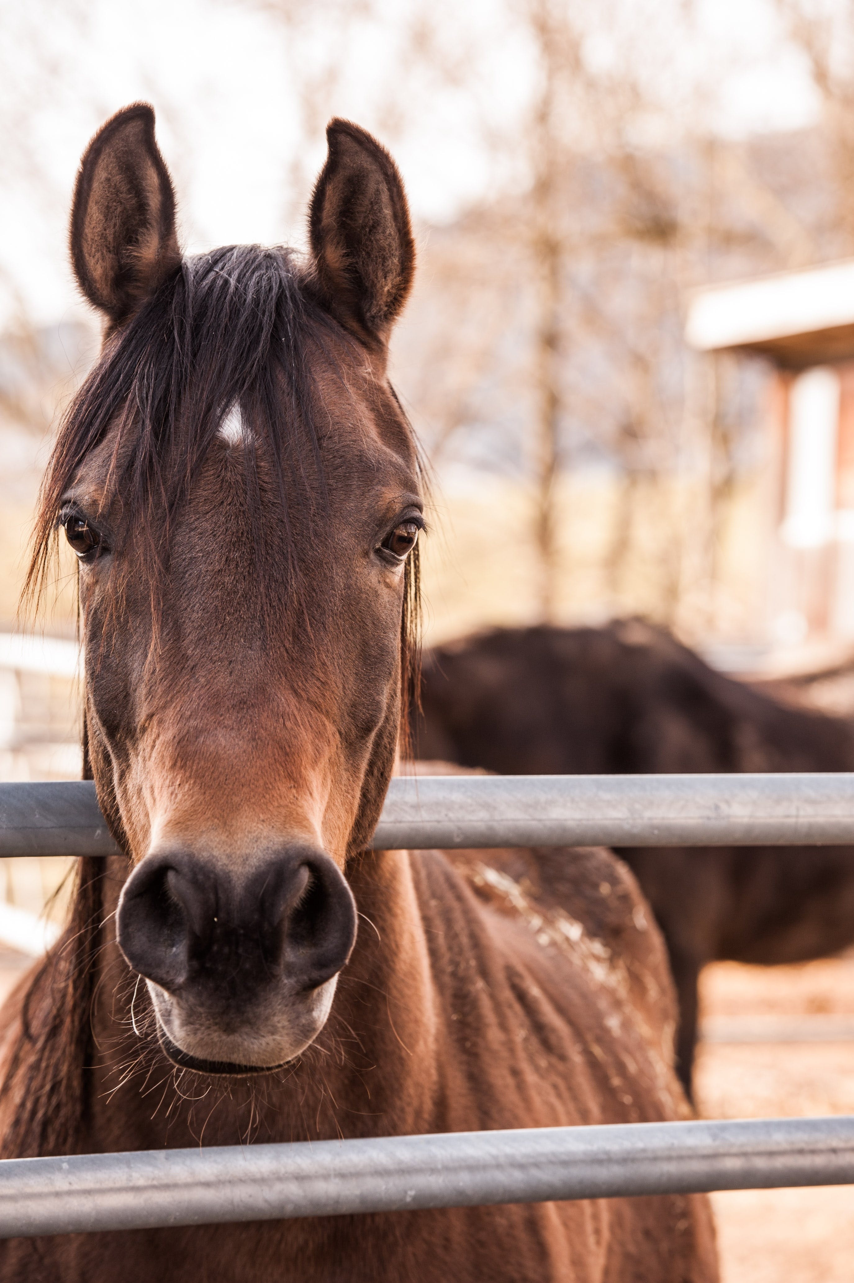 2760x4140 Best Horse Photo · 100% Free Downloads, Phone