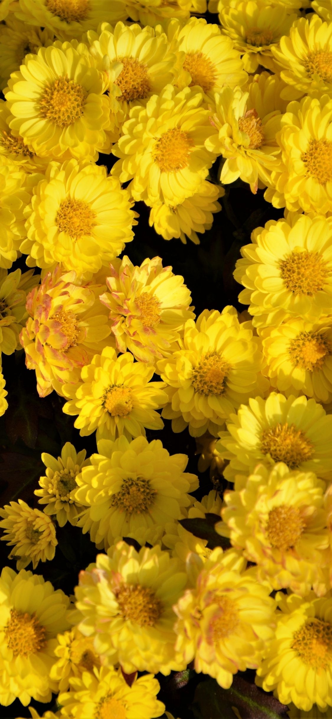 1130x2440 Yellow Flowers, Arrangement, Wallpaper iPhone X Background, Download Wallpaper, Phone