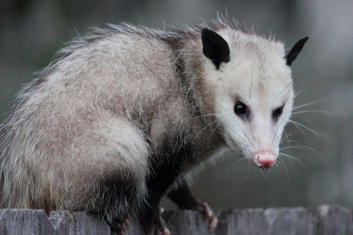 1200x800 Possum wallpaper, Animal, HQ Possum pictureK Wallpaper, Desktop