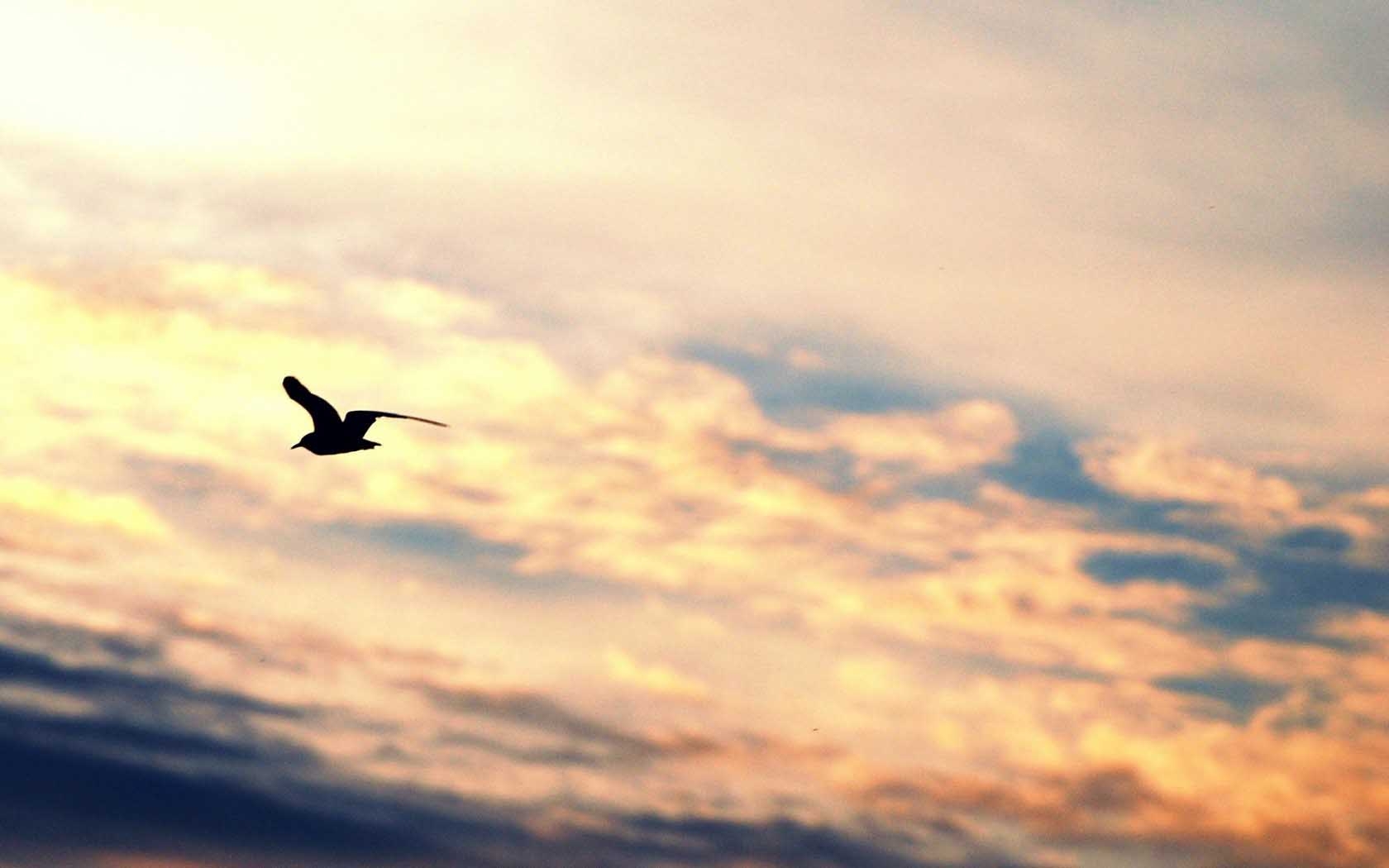 1680x1050 Animal Bird Flying Silhouette Gull Freedom Sky Wide Wallpaper, Desktop