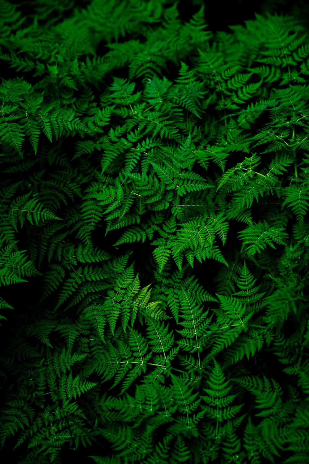 1000x1500 Dark Green Wallpaper Picture. Download Free Image, Phone