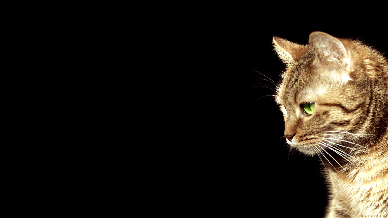 1280x720 Cat Wallpaper Tumblr, Desktop