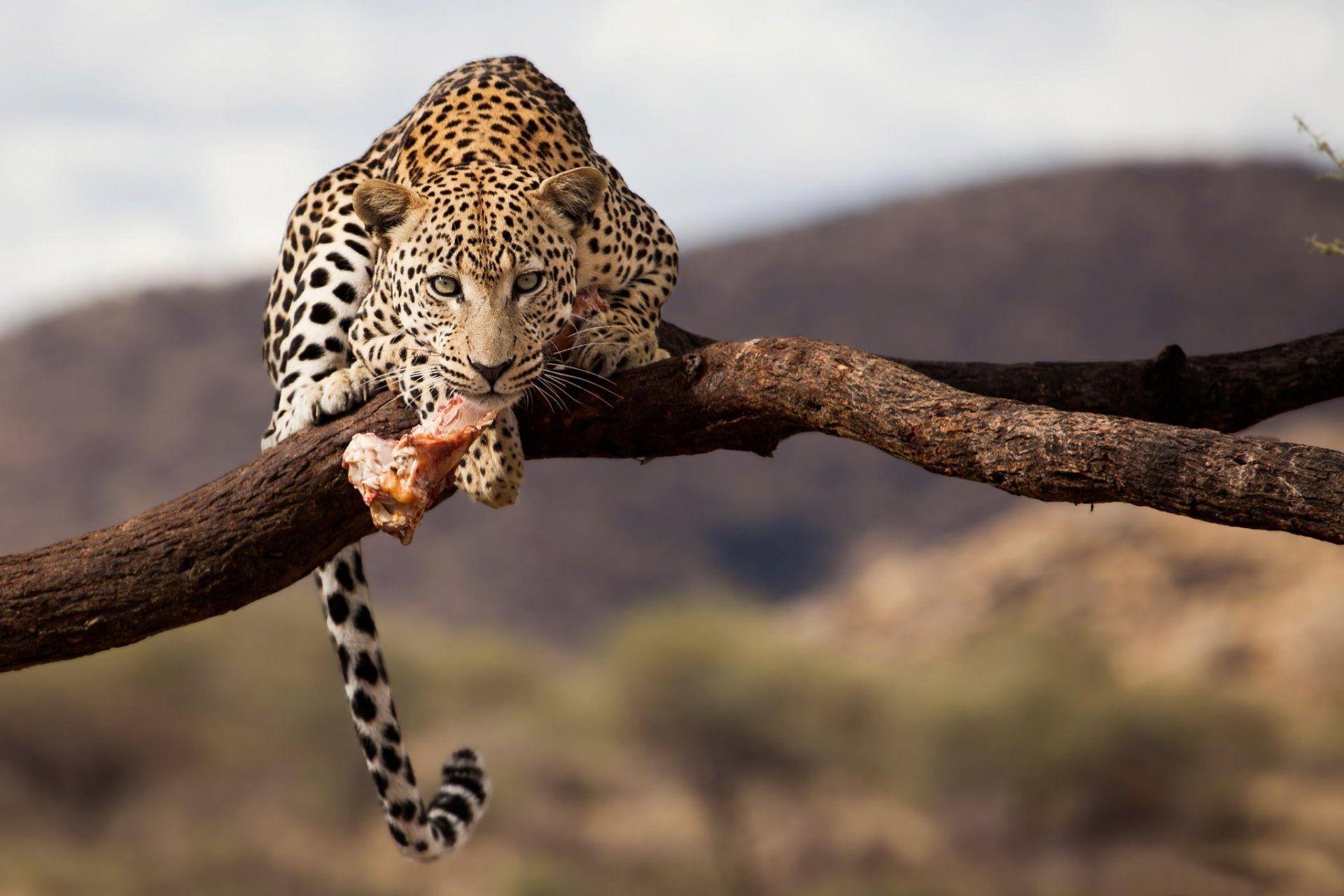 1920x1290 leopard namibia wildlife HD wallpaper, Desktop