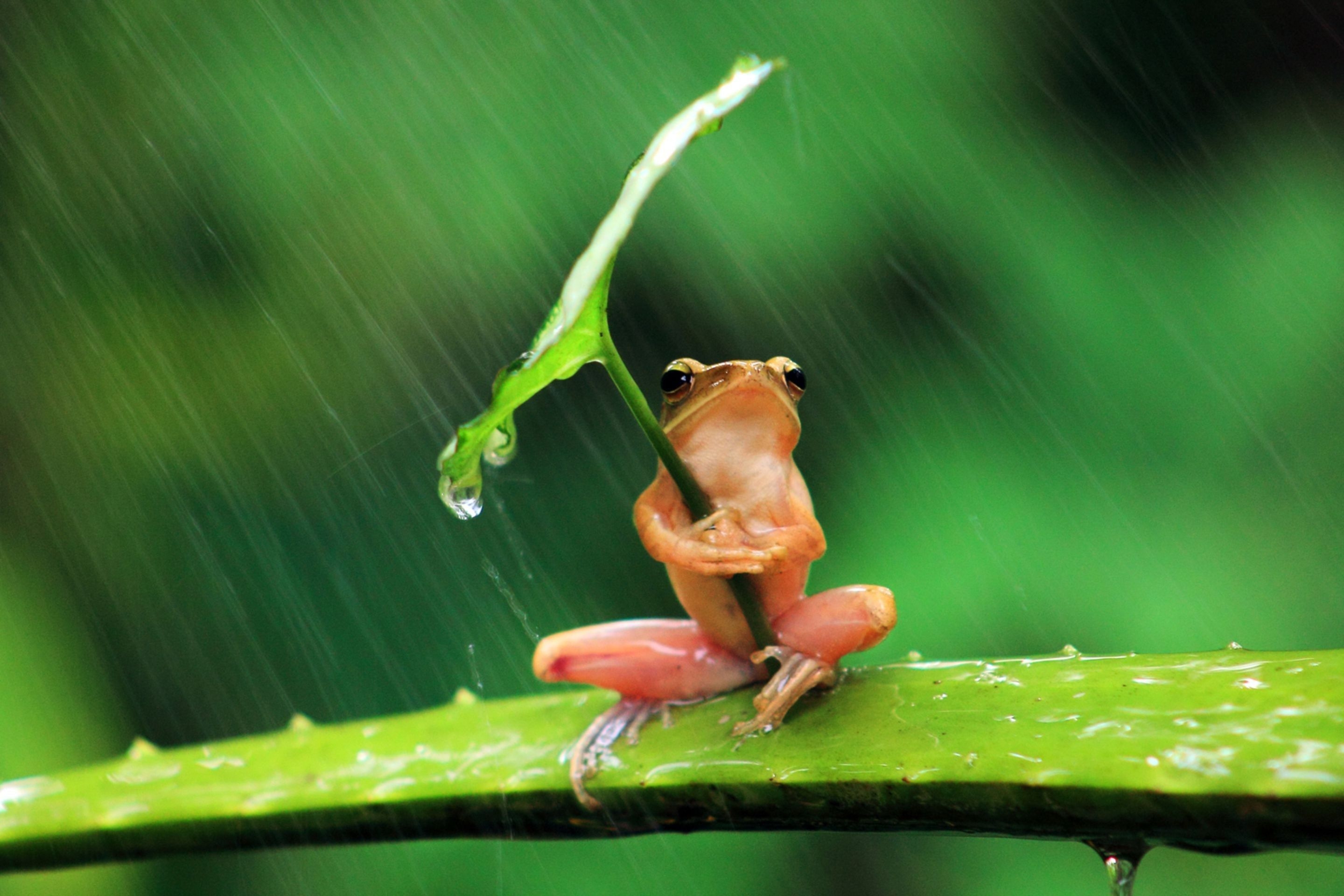 2880x1920 Nature Wallpaper for Laptop Rain, Desktop