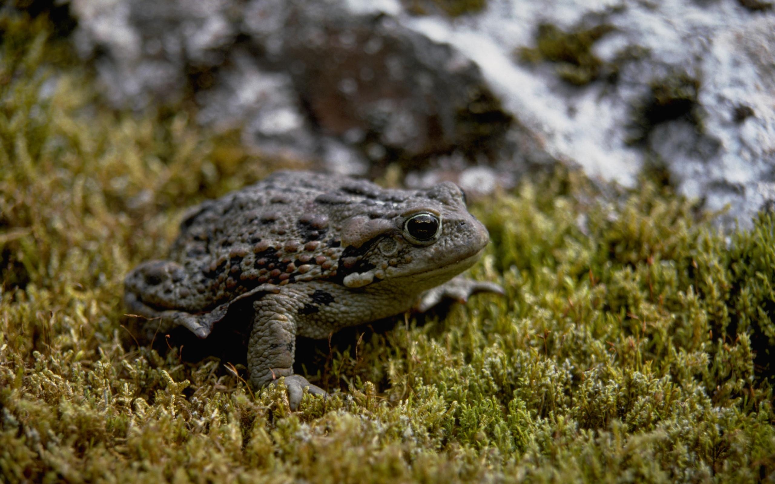 2560x1600 Toad HD Wallpaper and Background Image, Desktop