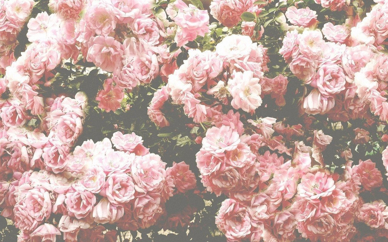 1280x800 Desktop Wallpaper Flowers Aesthetic. Flower aesthetic, Desktop