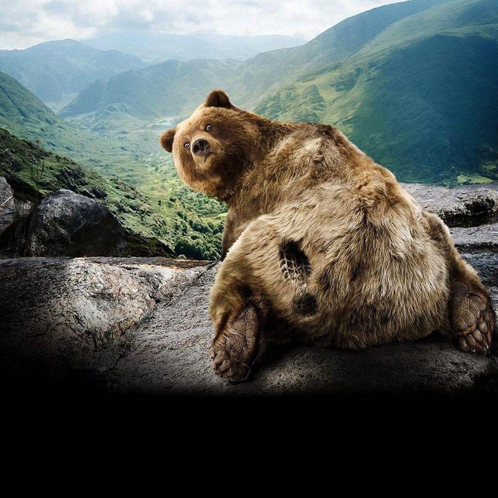 1030x1030 Free download Grizzly Bear Background [] for your Desktop, Mobile & Tablet. Explore Grizzly Wallpaper. Grizzly Wallpaper, Grizzly Wallpaper, Grizzly Bear Background, Phone