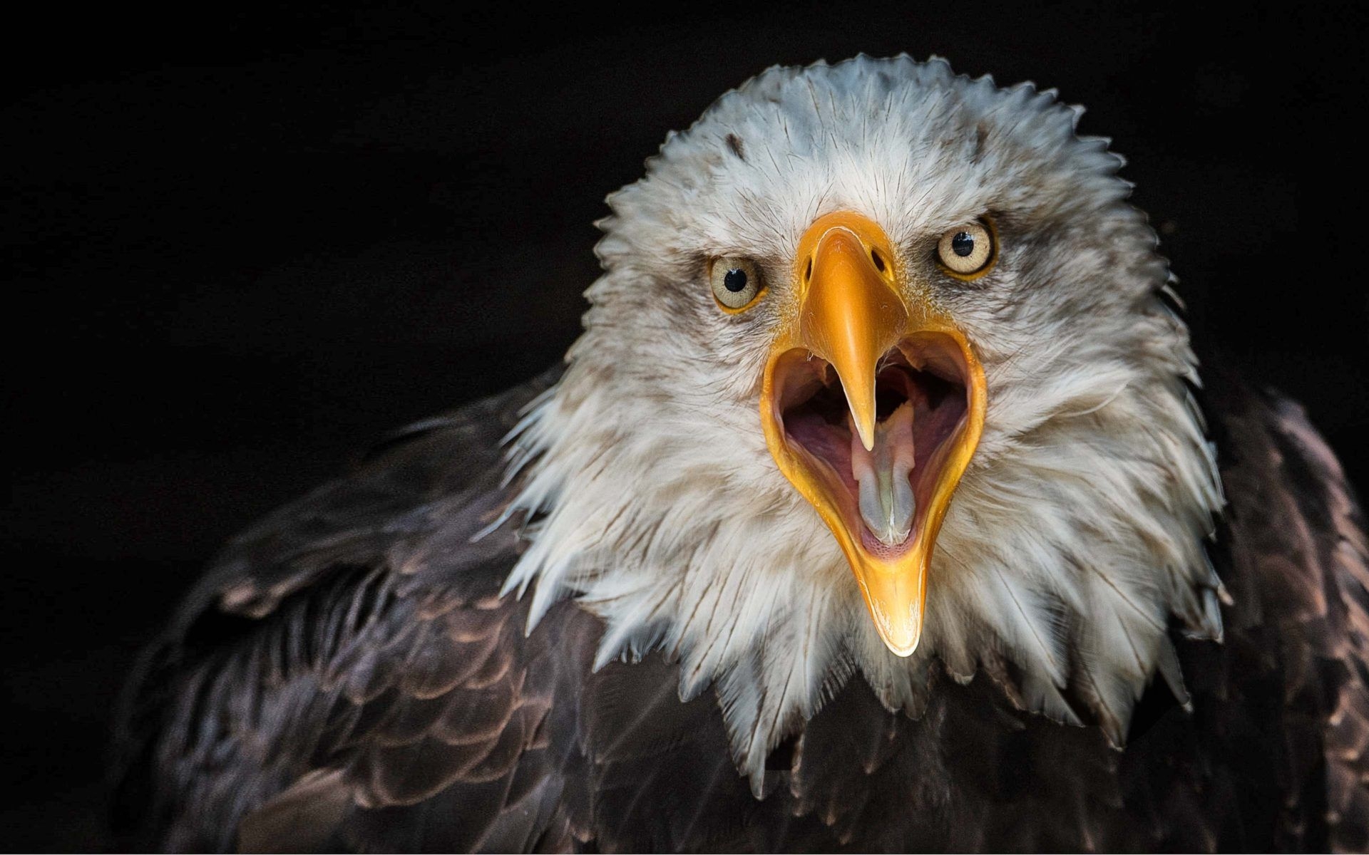 1920x1200 Bird Bald Eagle From Close Up 4k Ultra HD Wallpaper For Desktop, Desktop