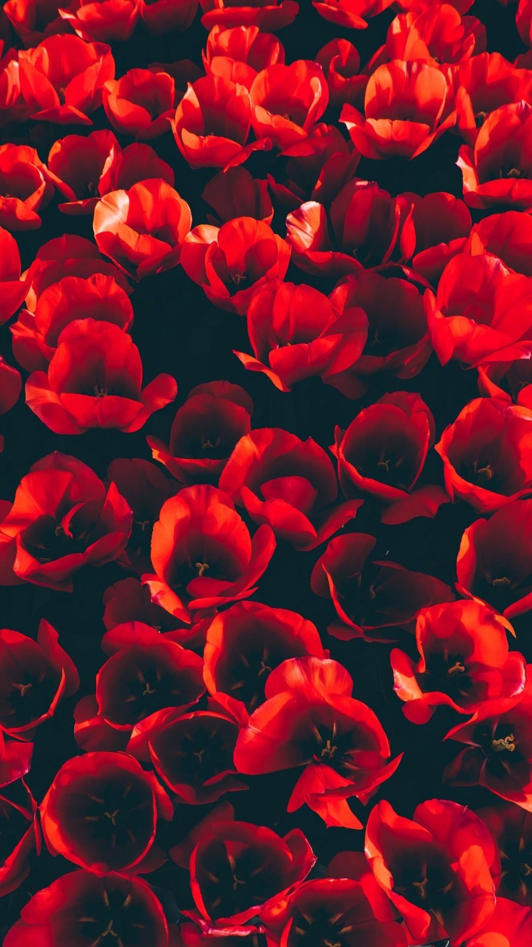 1080x1920 iPhone Red Tulips Wallpaper & Background Download, Phone