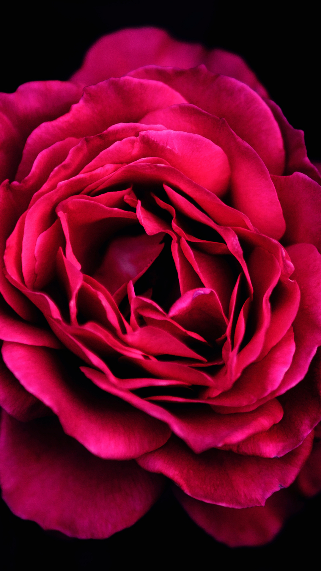 1080x1920 Luxurious Red Rose iPhone Wallpaper, Phone