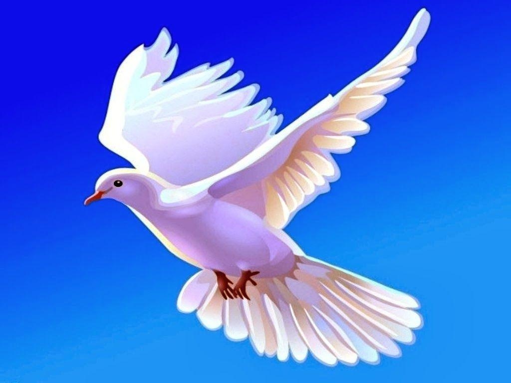 1030x770 Dove wallpaper HD desktop wallpaper 2014, Desktop