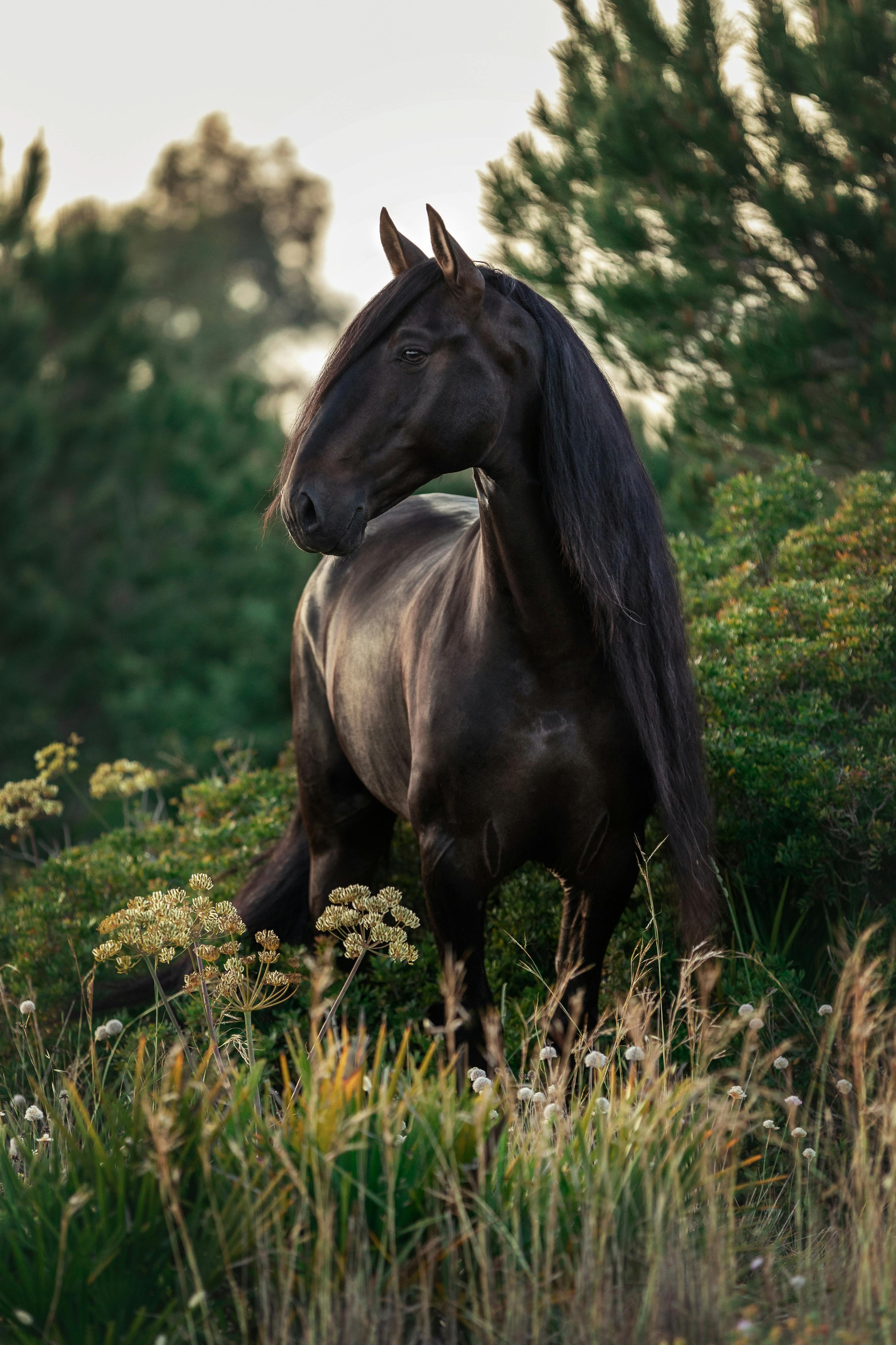 3620x5420 Black Horse on Green Grass · Free Stock, Phone