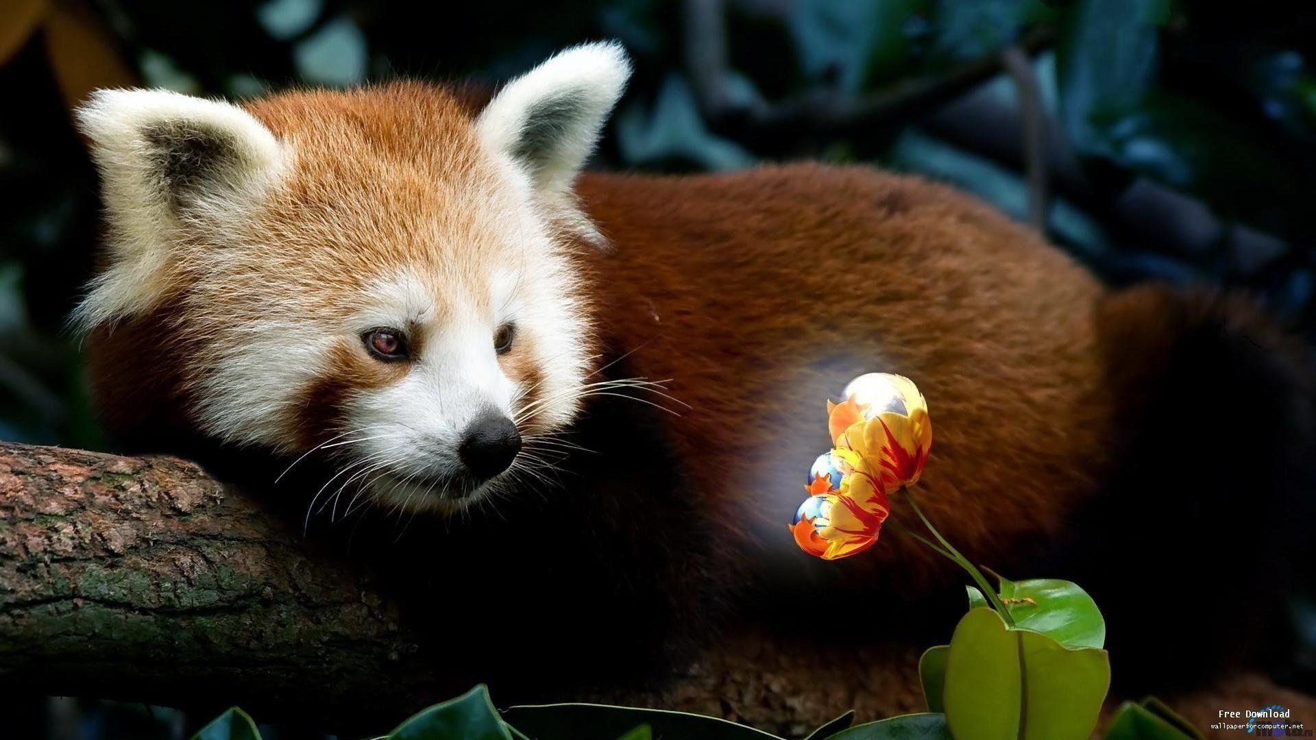 1920x1080 Red Panda Wallpaper, Desktop