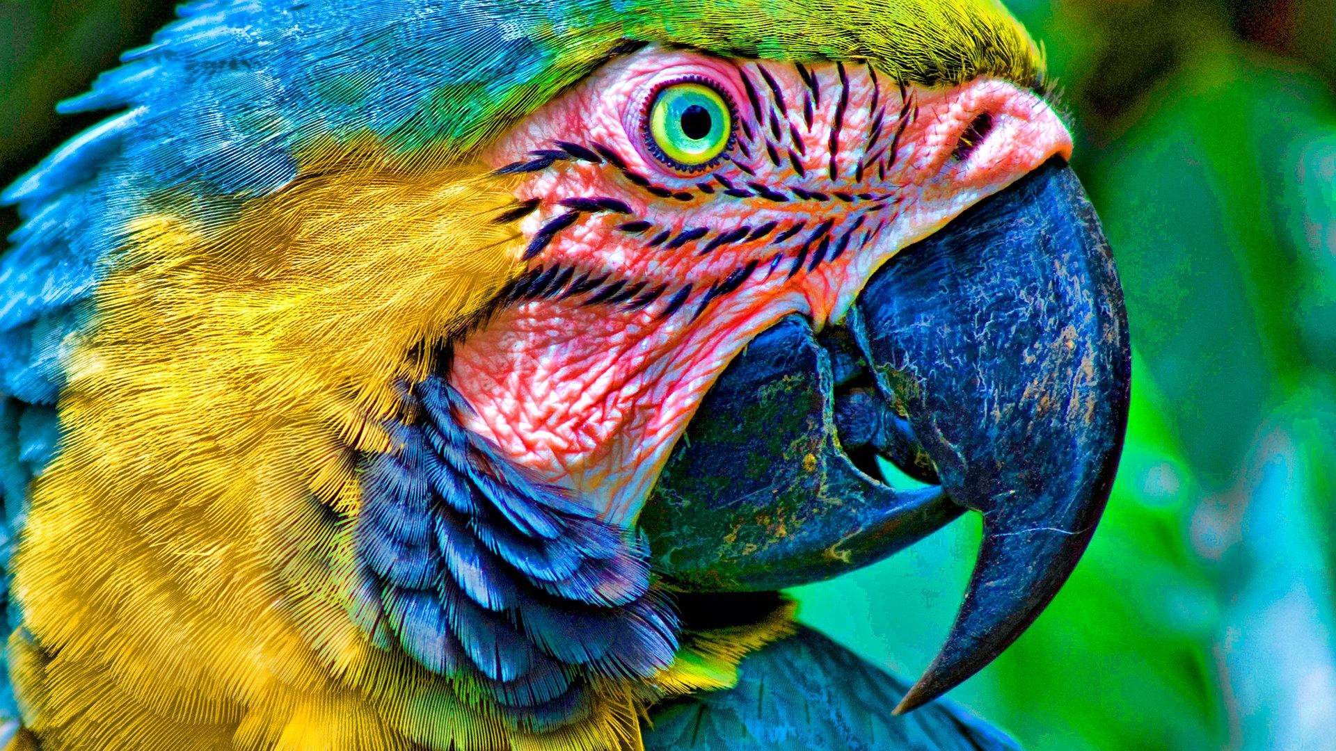 1920x1080 Macaw wallpaper  Full HD (1080p) desktop background, Desktop