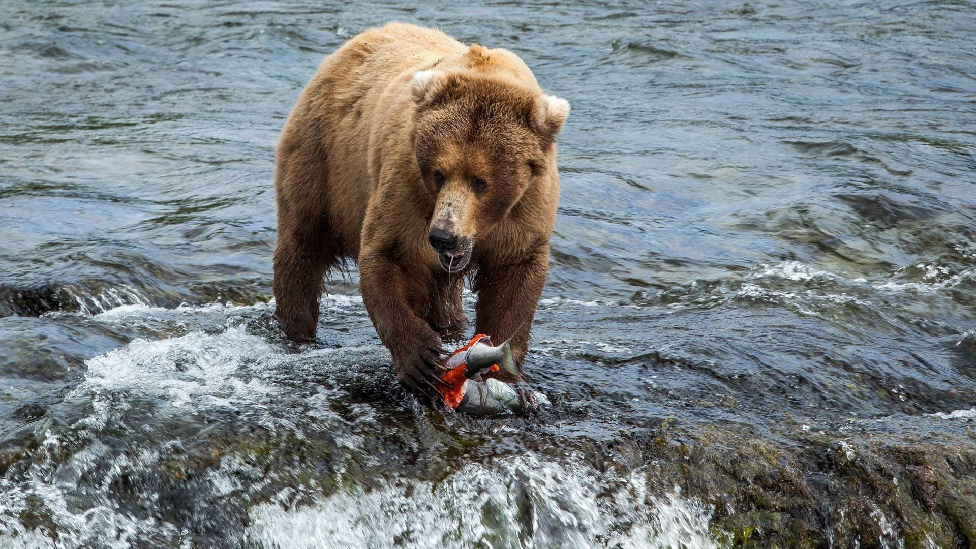 1920x1080 Brown bears feed at Brooks Falls in Katmai National Park, Desktop