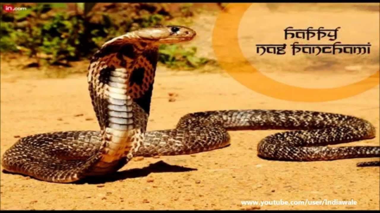 1280x720 Happy Naag Panchami 2015- greetings, SMS, Wishes, Image, Whatsapp, Desktop