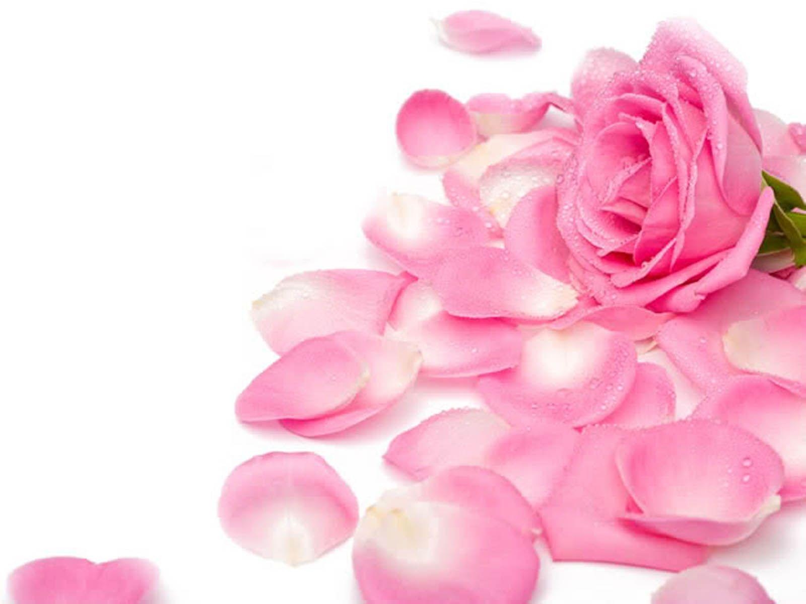 1600x1200 Flowers For > Pink Roses Wallpaper, Desktop