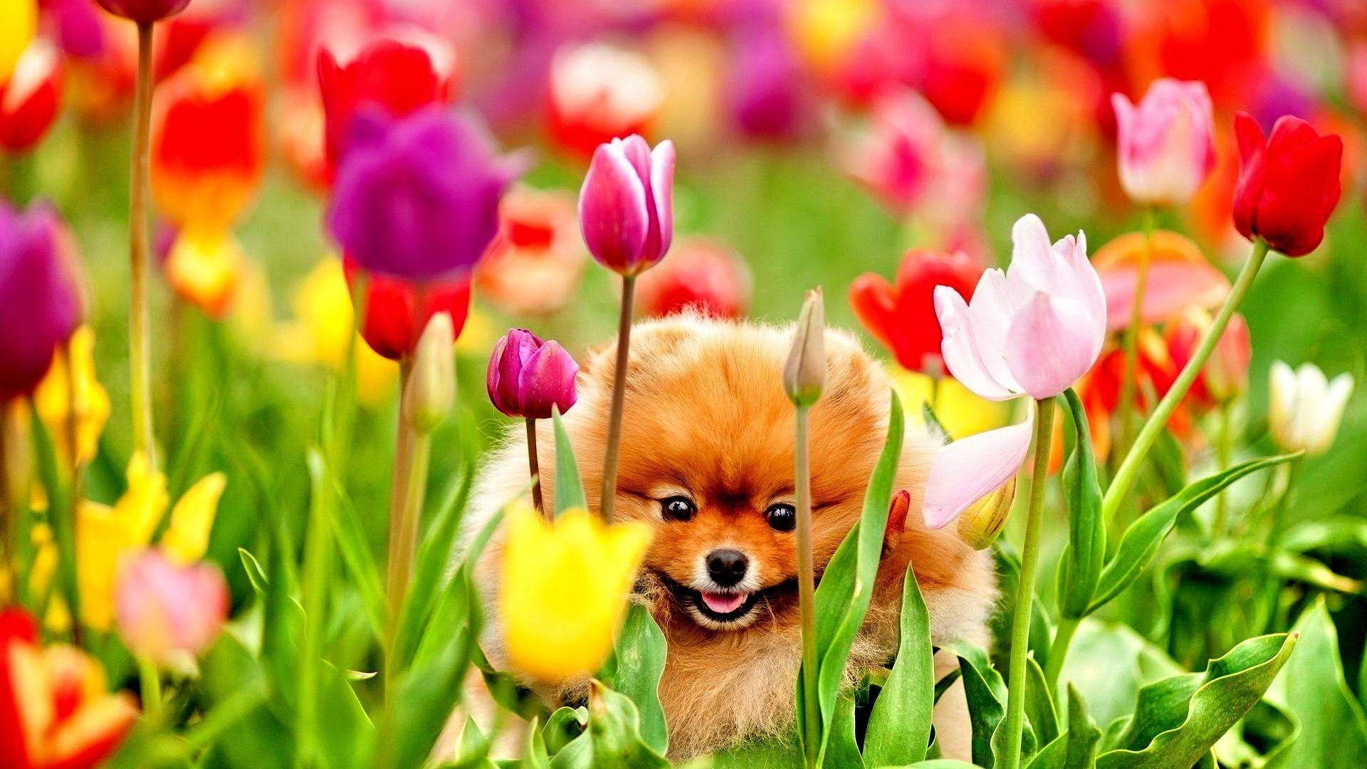 1920x1080 Springtime Dog Wallpaper Free Springtime Dog Background, Desktop