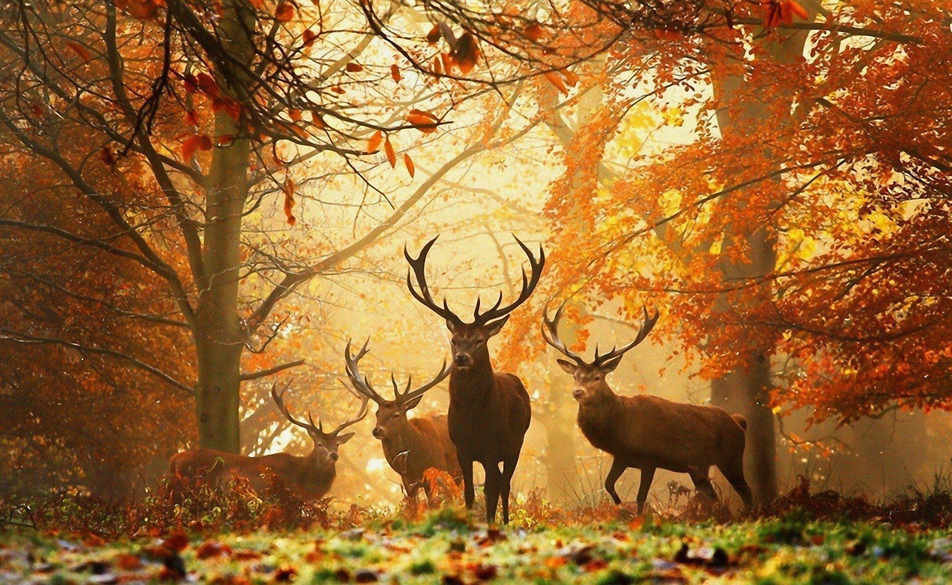 1920x1180 Deer HD Wallpaper, Desktop