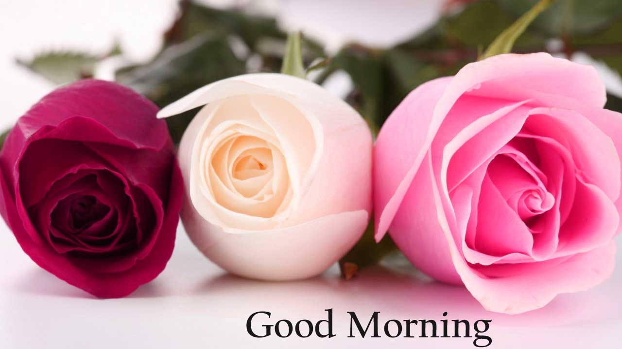 1280x720 Good Morning Flowers Image Photo Pics HD Download Here, Desktop