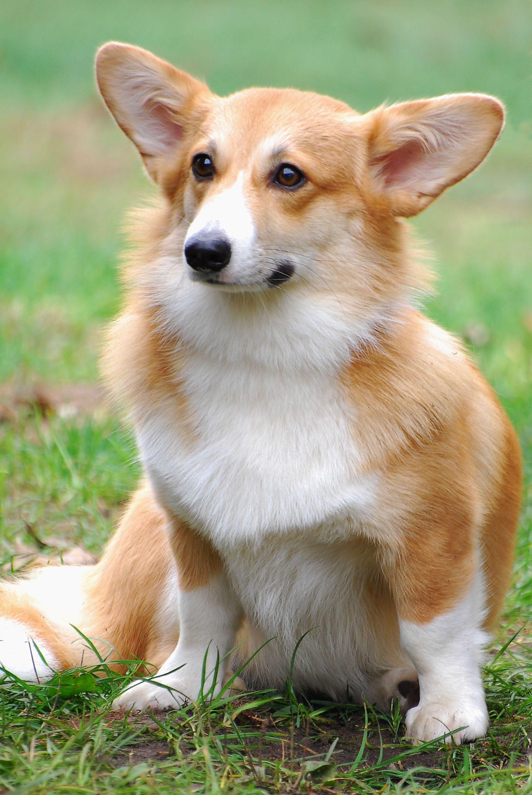 1820x2710 Cute Welsh Corgi Pembroke dog photo and wallpaper. Beautiful Cute Welsh Corgi Pembroke dog picture, Phone