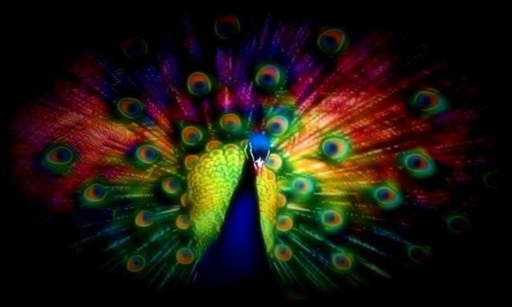 1000x600 Peacock Wallpaper and Picture Items, Desktop