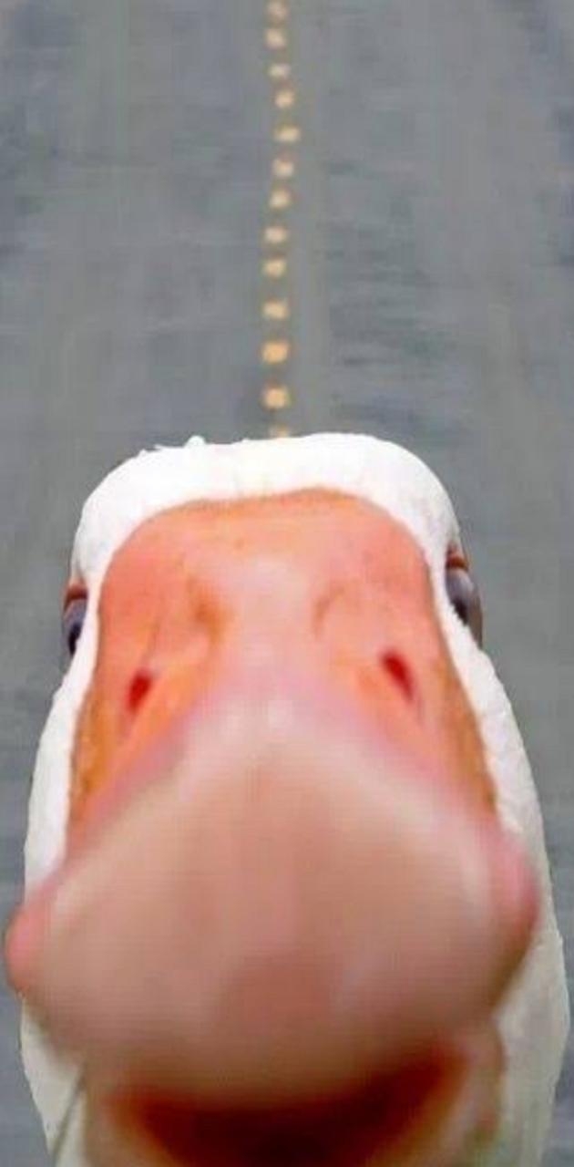 630x1280 Funny Duck Wallpaper wallpaper, Phone