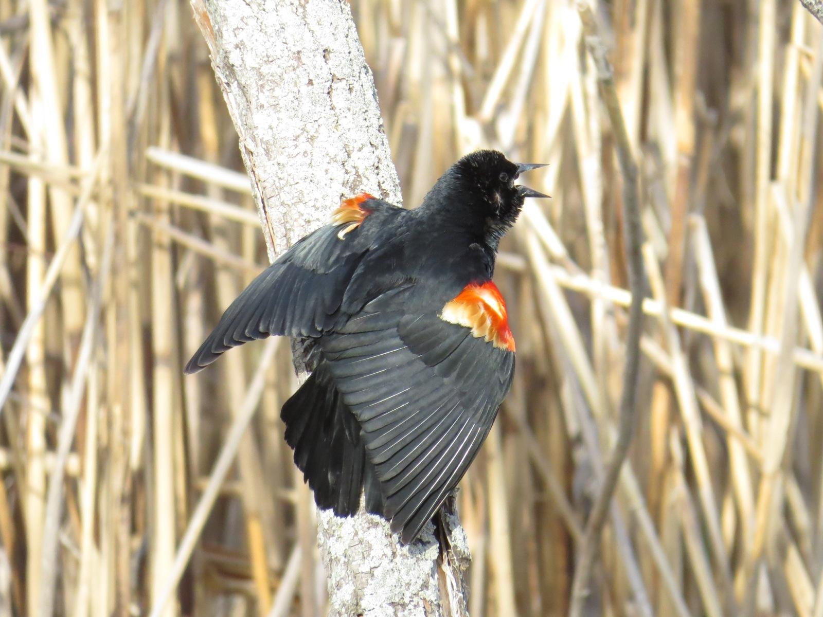 1600x1200 Red Winged Blackbirds Showing Off, Desktop