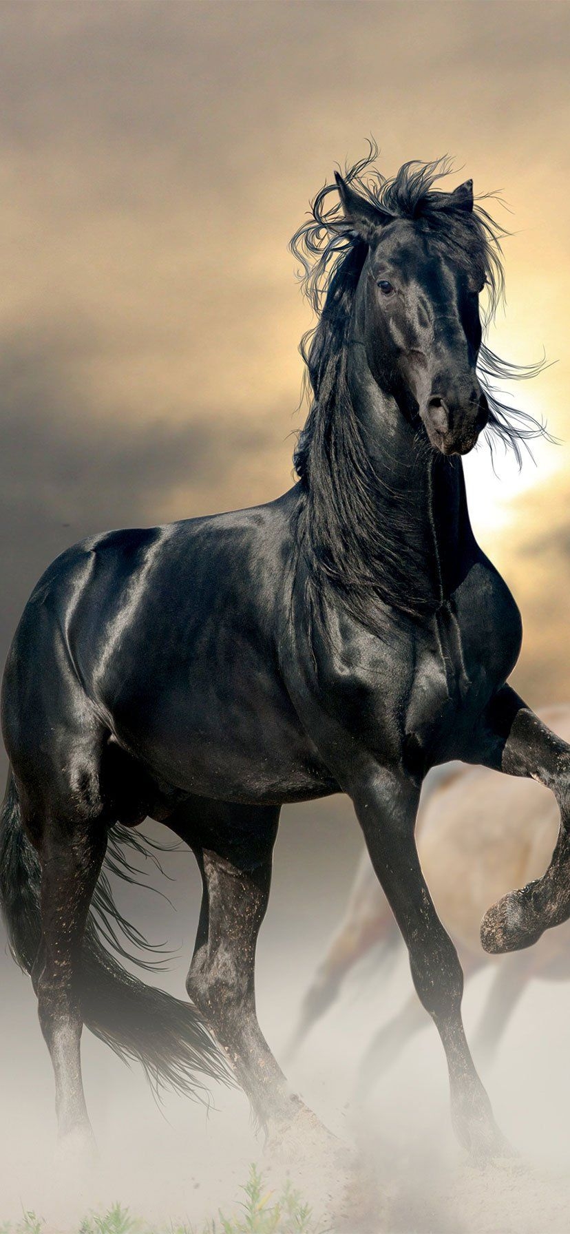 830x1800 iPhone Black Horse Wallpaper HD, Phone