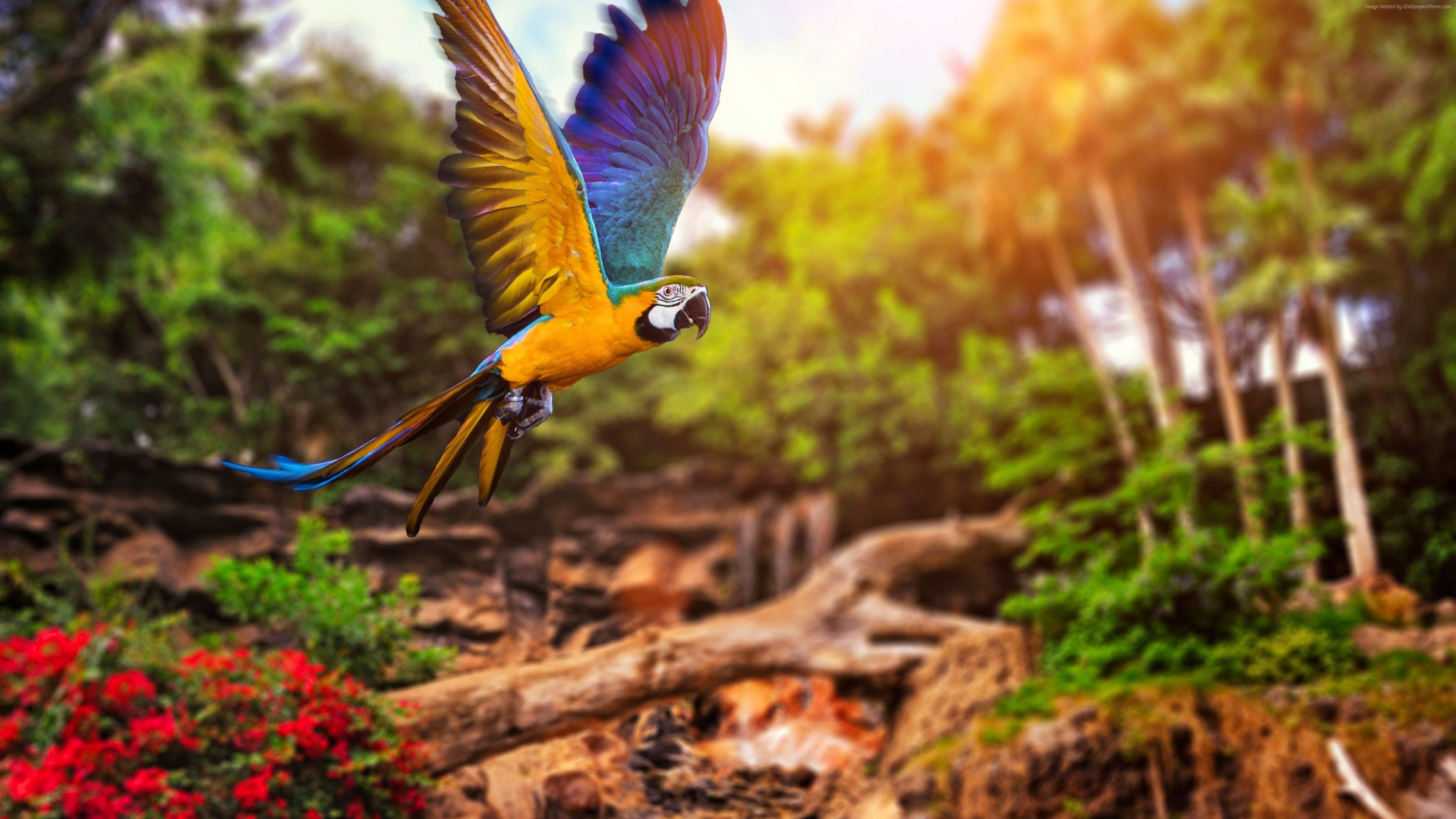 3840x2160 Wallpaper flying parrot, yellow, blue, Animals Wallpaper Download, Desktop