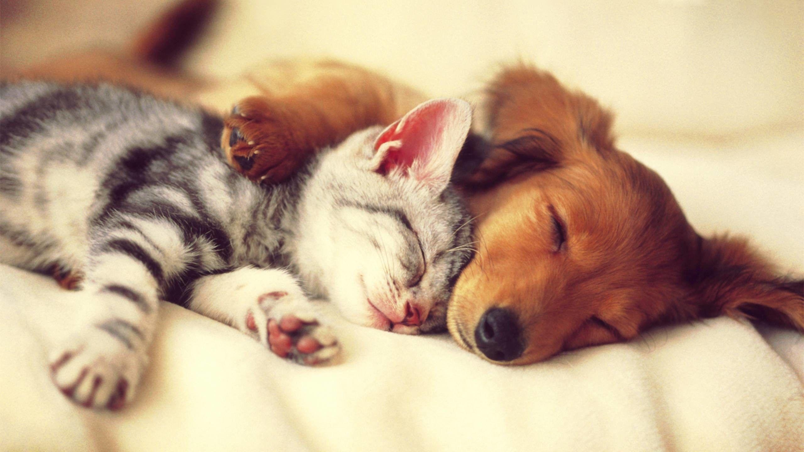 2560x1440 Cute Cats and Dogs Wallpaper, Desktop
