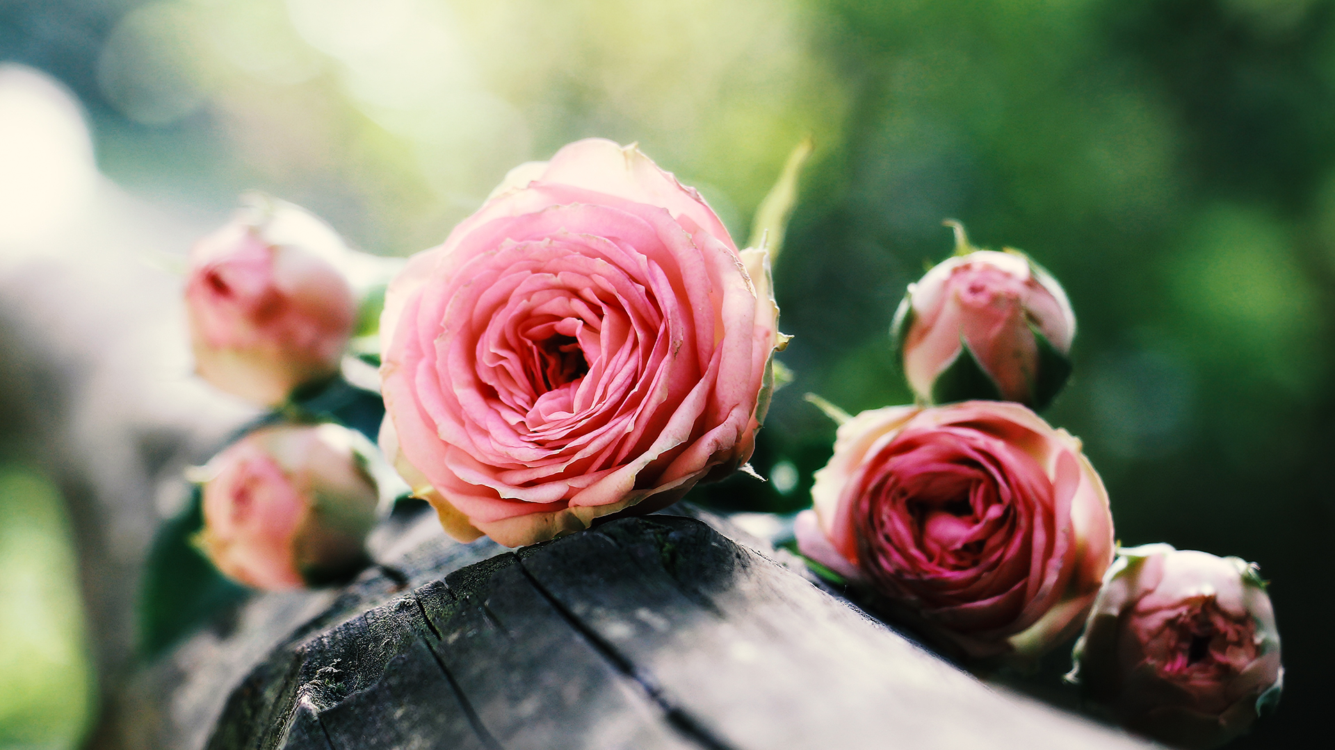 1920x1080 Pink Roses Wallpaper For Chromebook, Desktop