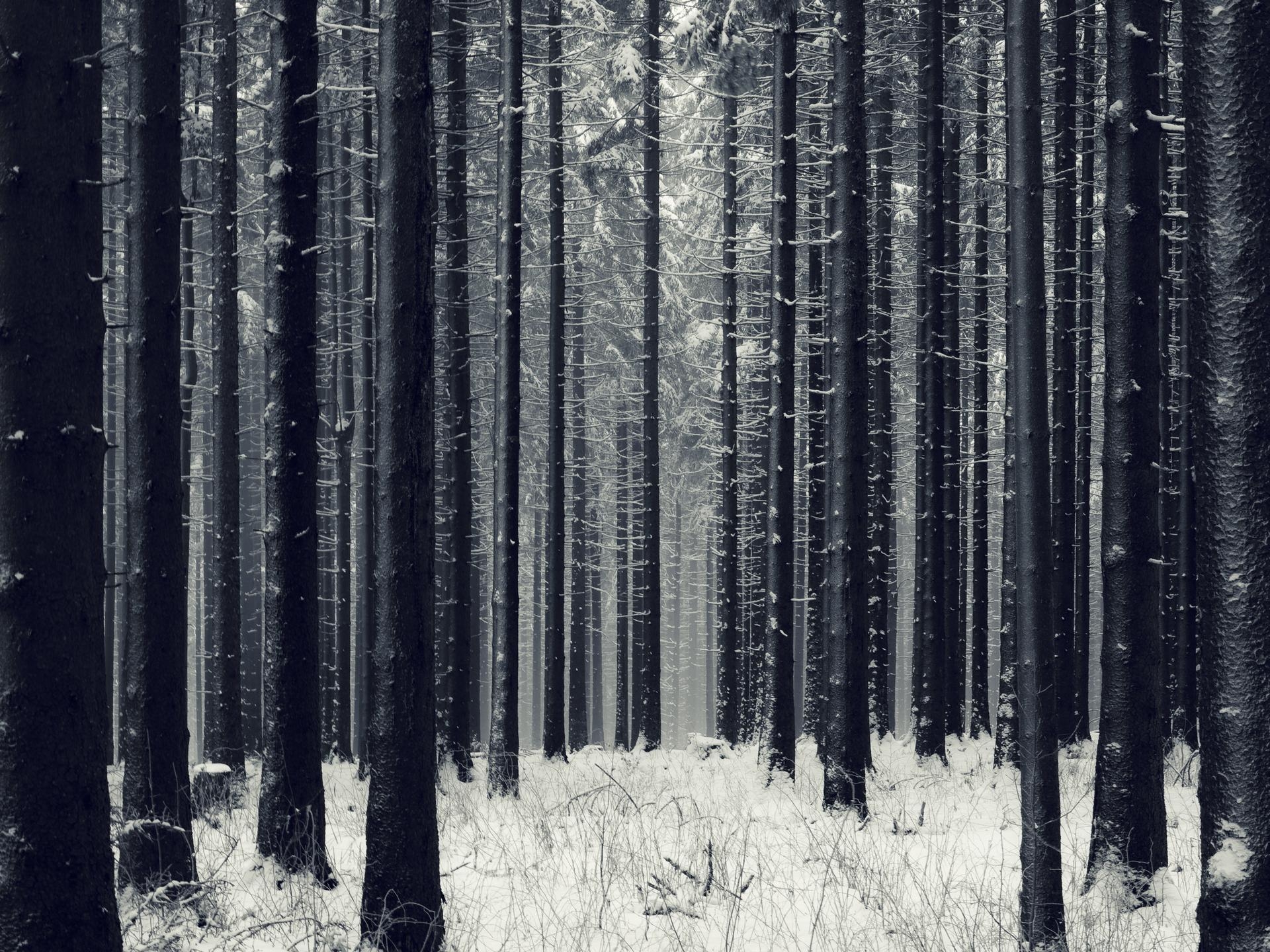 1920x1440 The Woods Wallpaper. Winter Woods, Desktop