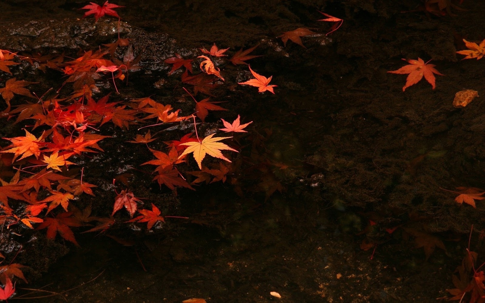 1600x1000 Dark Fall Leaves Background, Desktop