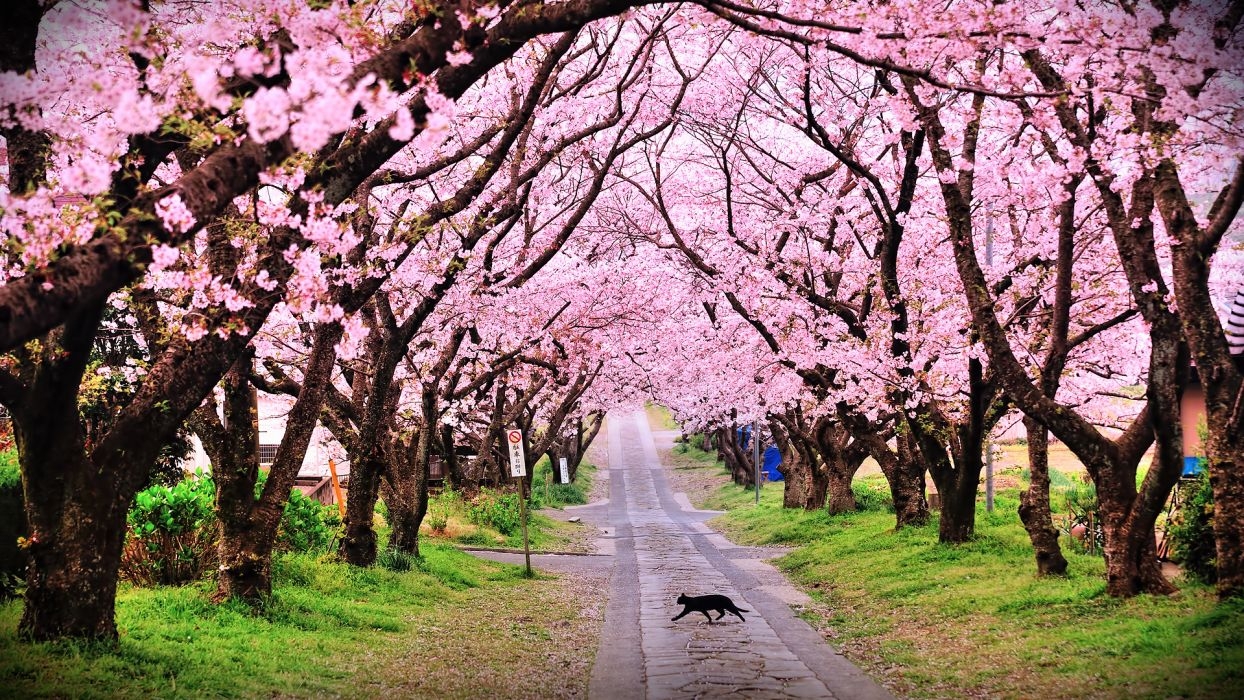 1250x700 Tree trees blossom blossoms cat cats pink mood wallpaper, Desktop